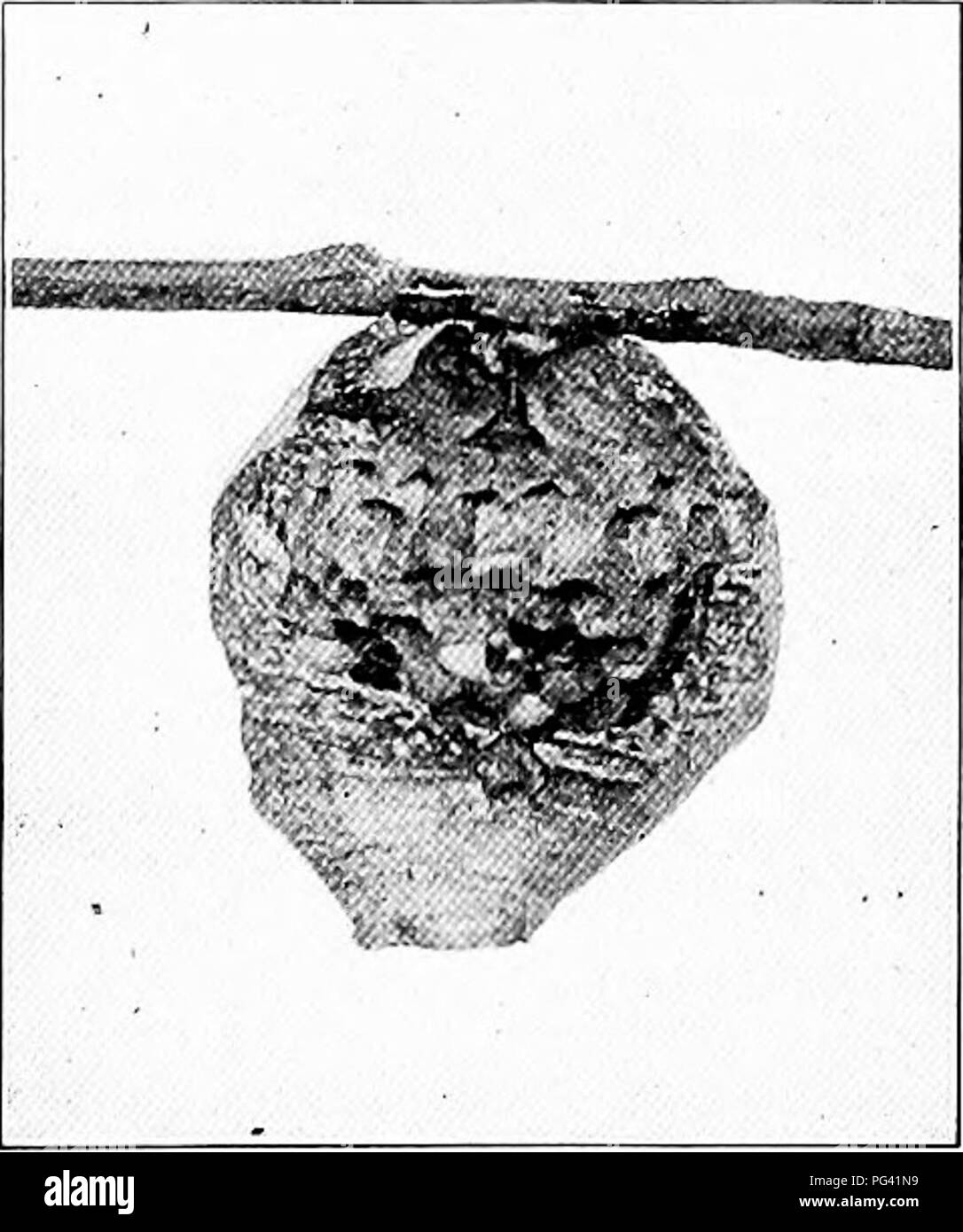 . L'étude de la nature et de la vie. L'étude de la nature. Les INSECTES UTILES 24s merveilleux. La première couvée est composé de travailleurs de petite taille, et, comme ces prendre jusqu'aux travaux de nidification et l'alimentation et l'éducation, les travailleurs sont plus produites. Enfin, au début de l'automne une génération d'hommes et de femmes est produite, et le Queens, mise en veille prolongée pour répéter l'histoire l'année suivante. La queens souvent ramper dans les greniers pour passer l'hiver, et quelques-uns sont parfois trouvés dans les vieux nids. Une reine qui pourraient être prises à l'automne ou tôt au printemps, et s'ils sont fournis avec la pâte à papier, le miel, et l'abondance des insectes, elle w Banque D'Images