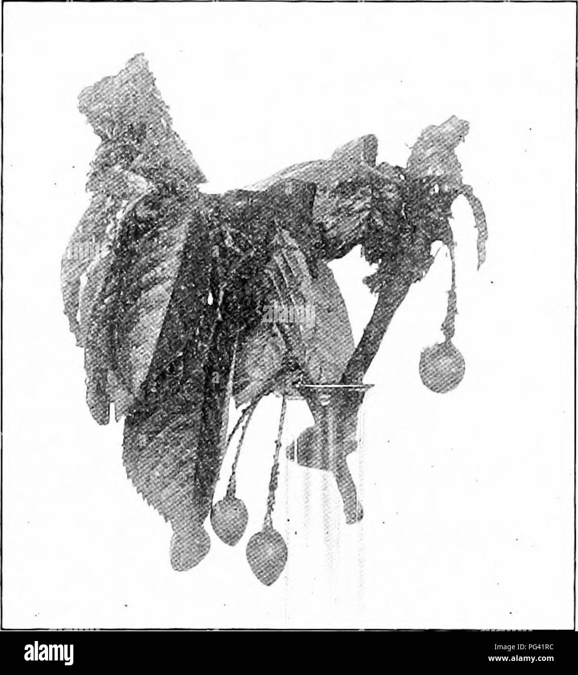 . L'étude de la nature et de la vie. L'étude de la nature. 212 L'ÉTUDE DE LA NATURE ET DE LA VIE de cerise noir puceron. Si ces frais sont conservés, l'usine sera de poux et de recueillir les feuilles du désert sur les bourgeons sur les rameaux. S'ils sont soigneusement surveillés, de préférence avec une loupe, ils peuvent être considérés pour pondre leurs œufs, généralement, dans l'angle entre le bourgeon et Rameau. Les oeufs sont visibles à l'œil nu et apparaissent d'abord comme ovale, jaune-vert, qui se transforment en un court laps de temps à l'autre noir. La ponte est un processus intéressant, une vue de ce qui permettra de rembourser une grande partie de l'observation du patient. Le ma s t ous à m e est toujours Banque D'Images . L'étude de la nature et de la vie. L'étude de la nature. 212 L'ÉTUDE DE LA NATURE ET DE LA VIE de cerise noir puceron. Si ces frais sont conservés, l'usine sera de poux et de recueillir les feuilles du désert sur les bourgeons sur les rameaux. S'ils sont soigneusement surveillés, de préférence avec une loupe, ils peuvent être considérés pour pondre leurs œufs, généralement, dans l'angle entre le bourgeon et Rameau. Les oeufs sont visibles à l'œil nu et apparaissent d'abord comme ovale, jaune-vert, qui se transforment en un court laps de temps à l'autre noir. La ponte est un processus intéressant, une vue de ce qui permettra de rembourser une grande partie de l'observation du patient. Le ma s t ous à m e est toujours Banque D'Images