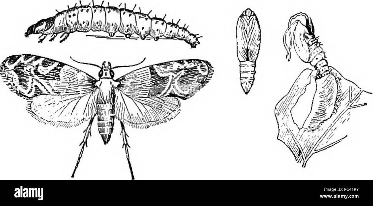 . L'étude de la nature et de la vie. L'étude de la nature. Les insectes de jardin 207 espèce et, s'ils sont négligés, ils peuvent détruire la totalité de la récolte d'une vigne tandis que l'ouverture des bourgeons sont en fleurs. Les vignes doivent être examinés tous les jours à cette saison et, après avoir obtenu des spécimens pour la collection de l'école, chaque larve doit être détruit. L'insecte de l'être couvés, une attention particulière au bon moment permettra d'éliminer le parasite. Le Grape-Leaf maculalis Desmia, Dossier. - C'est un autre ennemi commun du raisin et devraient être traités, comme la plume d'amphibien, par cueillette à la main alors que dans les premiers stades larvaires ; le fol ostensiblement Banque D'Images