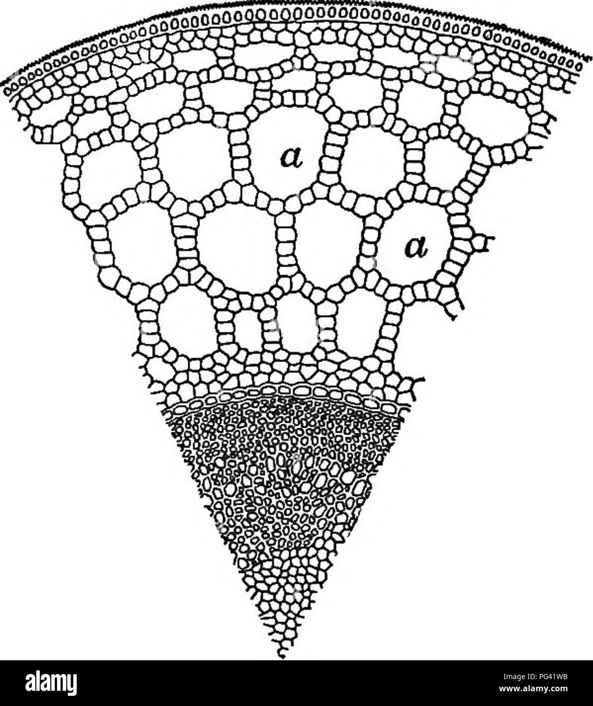 . Fondements de la botanique. La botanique, la botanique. Fonctions de 173 feuilles de leur vie. Le KKE, pour les animaux, les plantes bénéficiez de l'énergie avec laquelle ils font le travail d'assimilation, croissance, reproduction, et l'exécution de leurs mouvements de l'oxydation des substances combustibles tels que le pétrole, l'amidon et le sucre.^ La quantité d'oxy- gen absorbé et de l'acide bonic émise est, cependant, si dérisoire par rapport à la quantité de chaque gaz passant dans l'autre sens, alors que de l'amidon se passe dans la lumière du soleil, que dans de telles circonstances il est difficile d'observer l'apparition de la respiration. Dans ord Banque D'Images