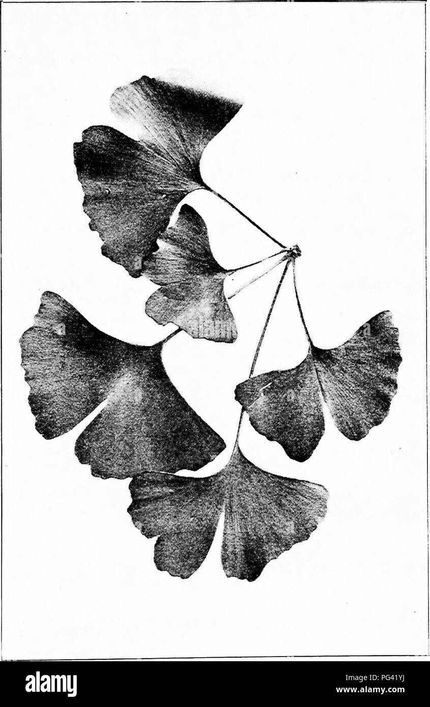Ce guide populaire de Harriet L. Keeler se concentre sur l’identification et les caractéristiques des arbres indigènes en Amérique du Nord, avec un regard détaillé sur le Ginkgo (Ginkgo biloba). Il couvre ses feuilles uniques en forme d'éventail et sa résilience aux environnements urbains. Banque D'Images