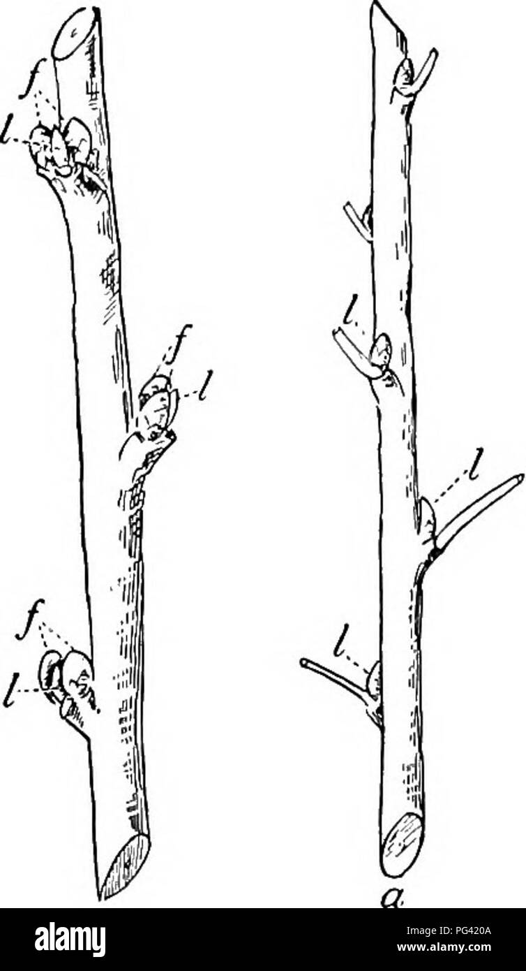 . L'étude de la nature et de la vie. L'étude de la nature. 164 L'ÉTUDE DE LA NATURE ET DE LA VIE à la fin de leur travail dans ce sujet qu'ils devraient avoir appris que la pomme, poire, prune, cerise et porter des fruits à court-scarred spurs ou branches de plusieurs années de croissance, c.-à-d., sur le "vieux bois", tandis que les pêches, les abricots, et nec- tarines produire tous leurs fruits sur le bois de la mer précédente- la croissance du fils, c'est-à-dire, quand la nouvelle du bois." Il convient de noter en outre que les bourgeons de pêche se produisent souvent par trois, - deux gros bourgeons dodus (bourgeons à fruits), avec une feuille mince entre bourgeons. Plus haut la direction nous doit en f Banque D'Images