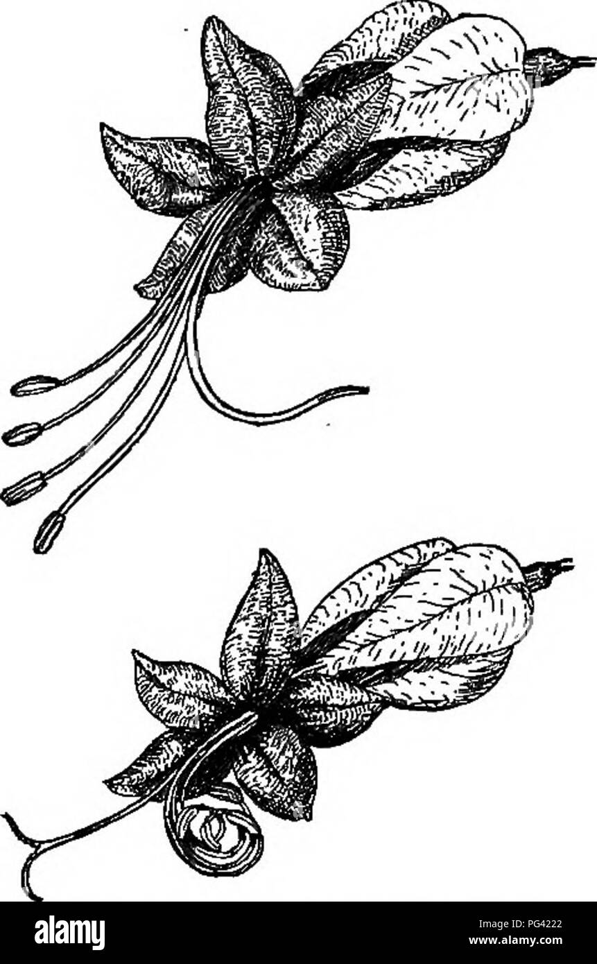 Ce livre décrit les concepts fondamentaux de la botanique, en se concentrant sur la fertilisation des fleurs et les processus impliqués dans l’autofécondation et la pollinisation croisée. Il examine comment diverses plantes parviennent à la fertilisation et le rôle du pollen dans la reproduction des plantes. Banque D'Images