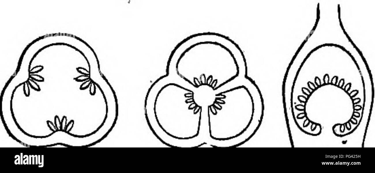 . Éléments de botanique. La botanique, la botanique. STRUCTURE DE LA FLEUR ET SES ORGANES. 149 Tous les insérés sur le récipient, et la corolle et les étamines sont dits être hypogynous, c'est, sous-le-pistil. II- dans les pétales et les étamines apparaissent comme s'ils avaient rapidement augmenté pour le calice sur une certaine distance, de sorte qu'ils entourent le pistil, et on dit donc qu'ils être perigynous, c'est, un pistil. III dans toutes les pièces sont libres ou ouverts- cochon. 130. - Diadelphous étamines de pois sucré. Fio. 129.-Mona- delphous étamines de Mallow.. A' B ' C Fig. 132.-Principaux types de placenta. Aj parietal pl Banque D'Images