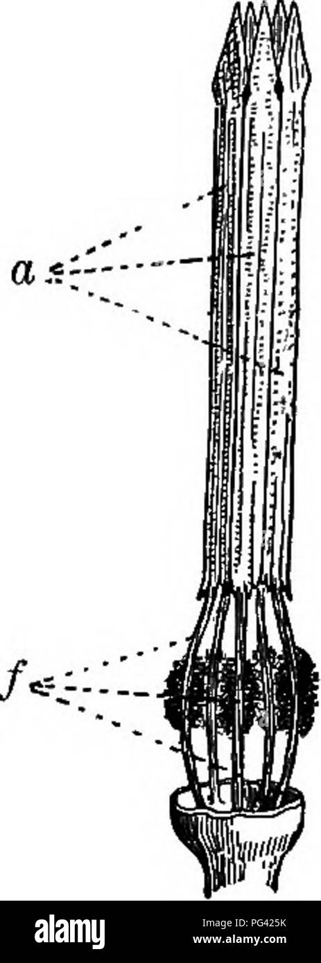 . Éléments de botanique. La botanique, la botanique. A' ~B~ ' C Fig. 132.-Principaux types de placenta. Placenta pariétal Aj ; B, placenta central ; C, d'un placenta central ; et S, trans- verset sections ; C, longitxidinal article.. Fig. 131. Étamines - d'un chardon, avec un- thers United en un être. a, organisation des anthères ; /, filaments, barbus . sur les côtés. solidated, sauf les pétales et les étamines ; les étamines peuvent être décrites comme epipetaloics, c'est de plus en plus, en pétales. Parfois, certains ou tous les autres parties semblent se développer hors de l'ovaire, et ces pièces sont dit d'être epigynous, c'est, sur-le-ovaire, l Banque D'Images