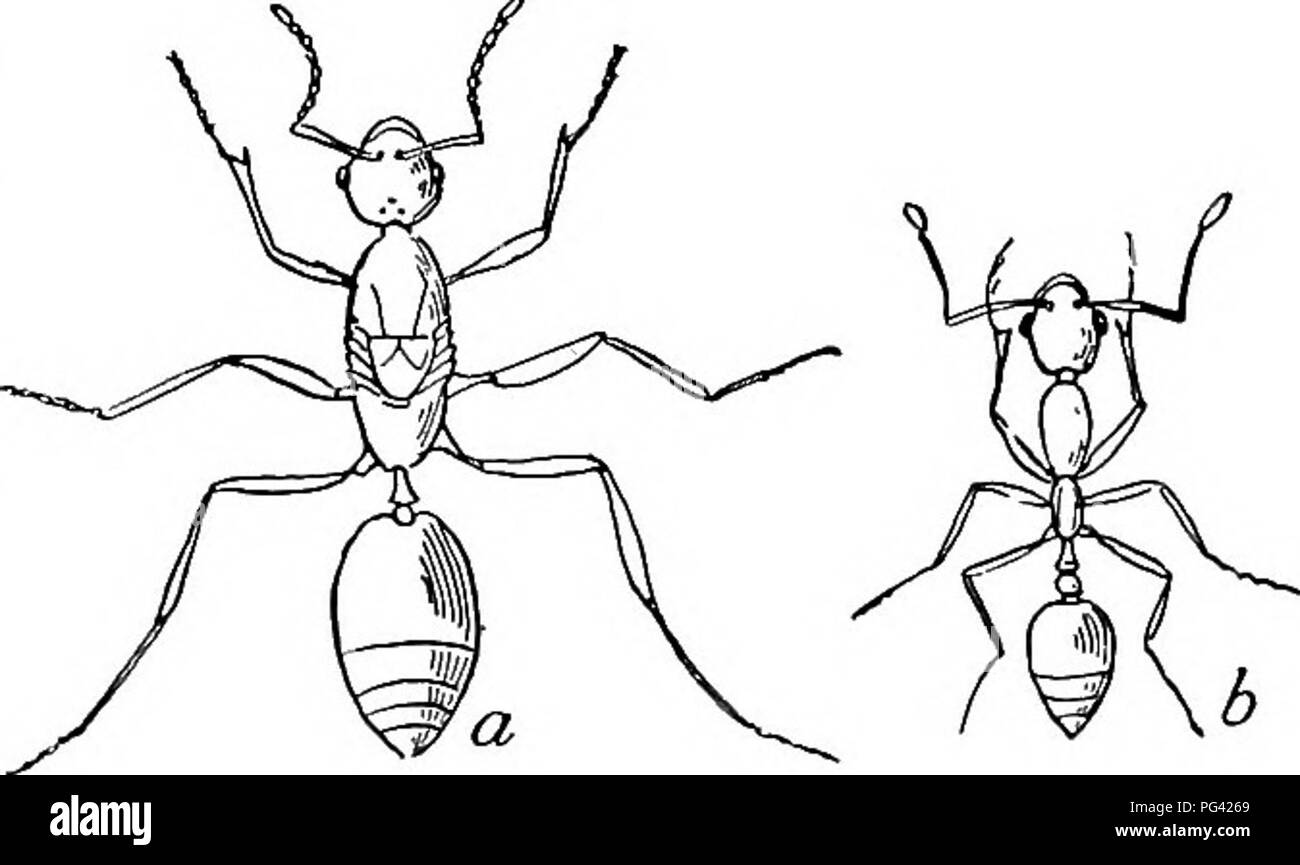 Cette ressource traite de divers insectes que l’on trouve couramment dans les ménages, comme les fourmis, et propose des méthodes pour les gérer. Il décrit la structure des colonies de fourmis, y compris les ouvrières et les reines, et fournit des conseils pratiques pour faire face aux infestations. Banque D'Images