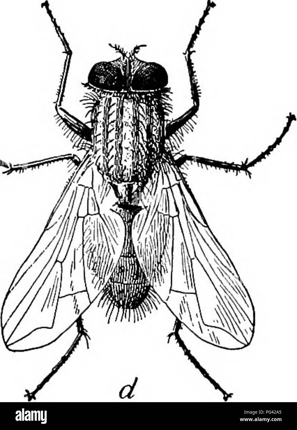 Cette étude de la nature se concentre sur le cycle de vie des mouches domestiques, y compris les stades des larves (maggots), de la pupation et de l'âge adulte. Il explique leurs modes de reproduction dans le fumier et la matière organique en décomposition, mettant en évidence des espèces telles que la mouche bleutée, Calliphora erythrocephala, qui peut être étudiée par les enfants à des fins éducatives. Banque D'Images