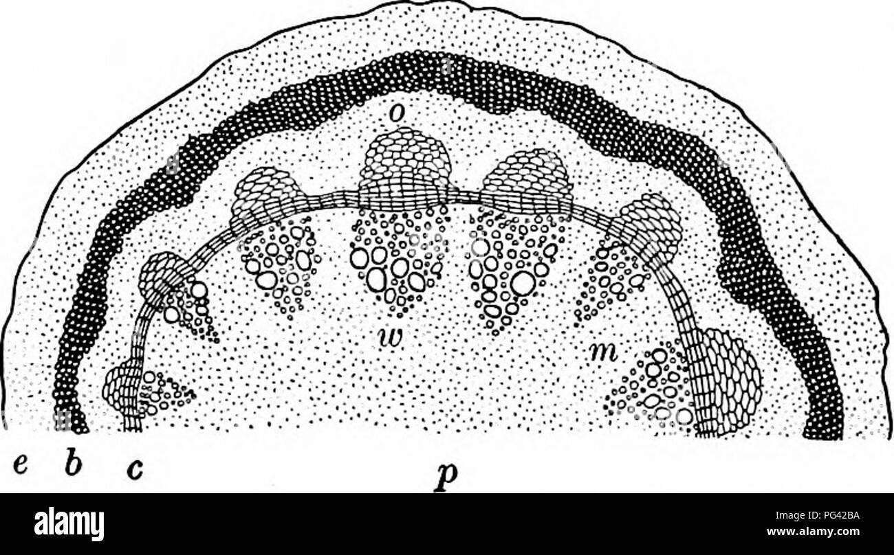 . Essentials de botanique. La botanique, la botanique. Fig. 39. Vue en coupe schématique d'une tige dicotylédone annuelle. (Quelque peu agrandie.) p, la moelle ; fv, woody ou fibro-faisceaux vasculaires ; e, épiderme ; 6 disque dur, des paquets de fibres libériennes du barli.. Cochon. 40. Vue en coupe schématique d'un an de l'aristoloche, tige. Considérablement agrandie.) (e, région d'épiderme ; 6, disque bast ; o, l'écorce ou partie d'un ensemble (la partie cellulaire sous la lettre) ; w, intérieure ou woody partie du colis ; c, cambium ; p, région de moelle ; m, un rayon médullaire. L'espace entre le disque et les paquets bast est occupé b Banque D'Images