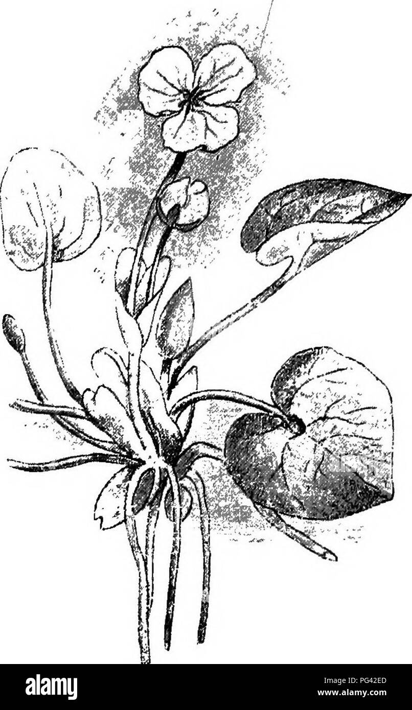 . Les aquariums d'eau douce : leur construction, l'arrangement, et la gestion, avec une information complète sur les meilleures plantes d'eau et animaux de la ferme pour être tenu, où et comment les obtenir, et comment les garder en santé. Les aquariums. WATEE-PLANTS. La Grenouille 63 bits {Sydrocharis morsus-rance) est une très jolie plante propre et pour l'aquarium (Fig. 45). Il est facile à cultiver et très rustique. Son beautifuUy^ veine-feuilles, gro.wing sur plutôt longues tiges, sont en forme de rein, /et ses trois-petaUed. fleurs sont blanches ; et lorsqu'on la voit dans les masses à la surface de. Fig. 45. (Hydrocharis morsus-ban^). som Banque D'Images