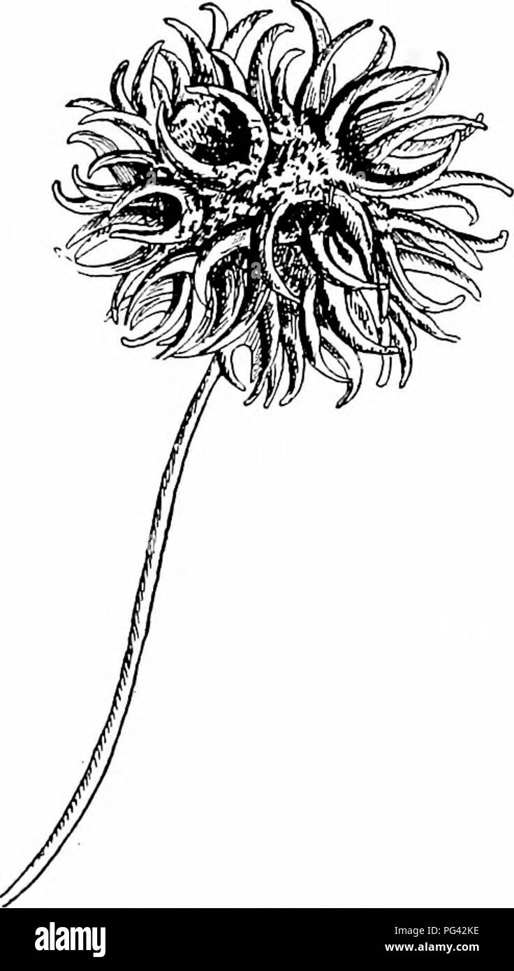 . Nos arbres et savoir les identifier : une étude de leurs habitudes populaires et leurs particularités . Les arbres. L'hamamélis famille prend une forme reptilienne ; en effet, l'arbre est parfois appelé bois-Alligator. La coloration d'automne n'est pas simplement une flamme, c'est une confla- gration ; en rouge et jaune elle est égale à l'érables, et en plus elle a l'obscurité les pourpres et fumé marron de la cendre. Liquidambar trouve sa maison très agréable à l'Est de l'Alleghanies et dans le bassin de la partie inférieure du Mississippi. C'est l'un des trois qui sont les survivants ont sur- d'une ancienne et large- ment diffusé la famille. Son im Banque D'Images