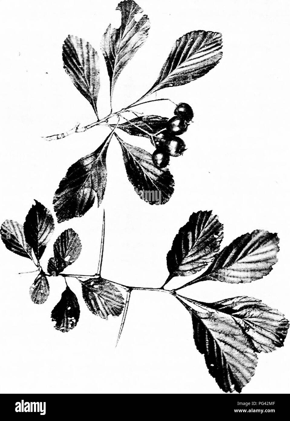 . Nos arbres et savoir les identifier : une étude de leurs habitudes populaires et leurs particularités . Les arbres. HAW en pointillés. De gouttelettes de notation Haw, Cratcegus punctata. Laisse 2' à 3' de long.. Veuillez noter que ces images sont extraites de la page numérisée des images qui peuvent avoir été retouchées numériquement pour plus de lisibilité - coloration et l'aspect de ces illustrations ne peut pas parfaitement ressembler à l'œuvre originale.. Keeler, Harriet L. (Harriet Louise), 1846-1921. New York : C. Scribner's Sons Banque D'Images