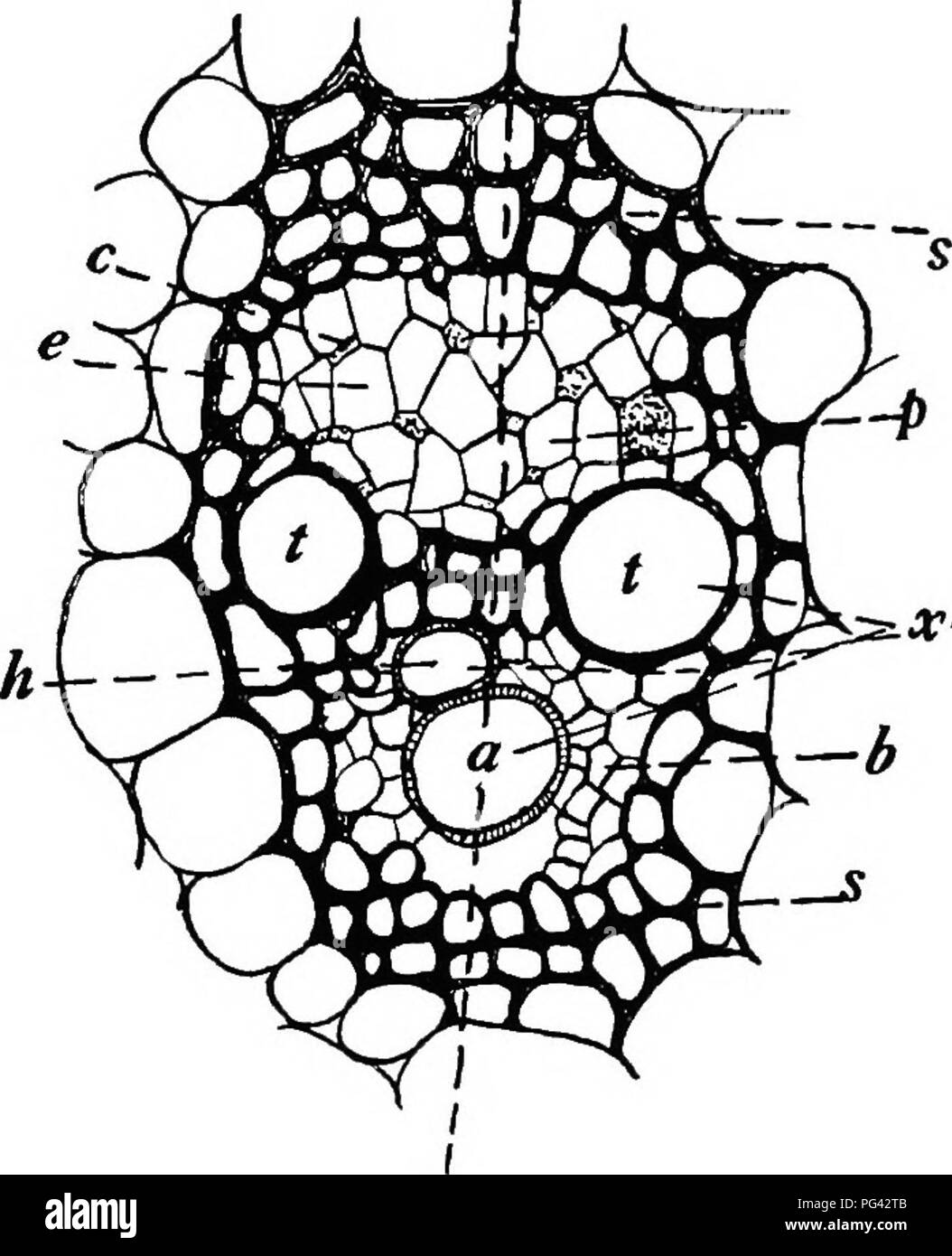 . La botanique pour les étudiants en agriculture . La botanique. STRUCTURE DES TIGES MONOCOTYLÉDONE 189 ils ne s'effondrent pas sous la pression des tissus environnants, peuvent former des joints toriques comme dans les vaisseaux annulaires, spirales comme dans les navires en spirale, ou être plus généralement réparti sur le mur, ne laissant que de petits domaines unthickened qui constituent la caractéristique des fosses. Fig. 167. - Coupe transversale d'un faisceau vasculaire du maïs très agrandie. s, le renforcement des tissus ; p, phloème constitués de vaisseaux criblés (e) et les cellules compagnes (c) ; X, xylème composé d'un navire (annulaire), navire en spirale (h) et de navires (i) ; 6, par Banque D'Images