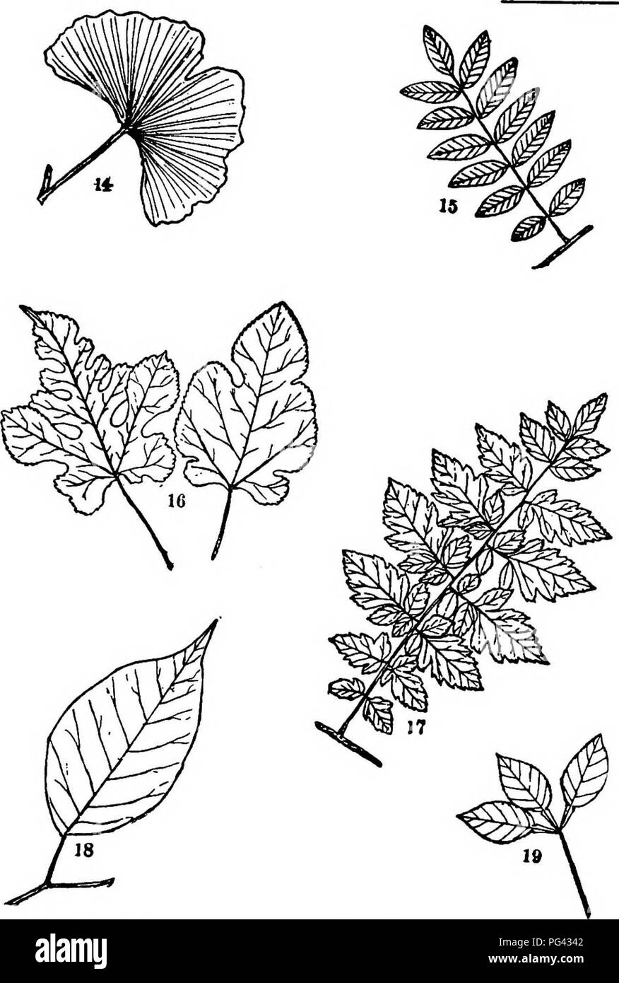 Cette plaque présente divers arbres, arbustes et vignes trouvés dans le nord-est des États-Unis et Central Park, tels que Ginkgo, Sophora japonica, Mulberry, Koelreuteria, Osage Orange et Orange. Ces espèces sont importantes pour l'aménagement paysager et les plantations urbaines. Banque D'Images