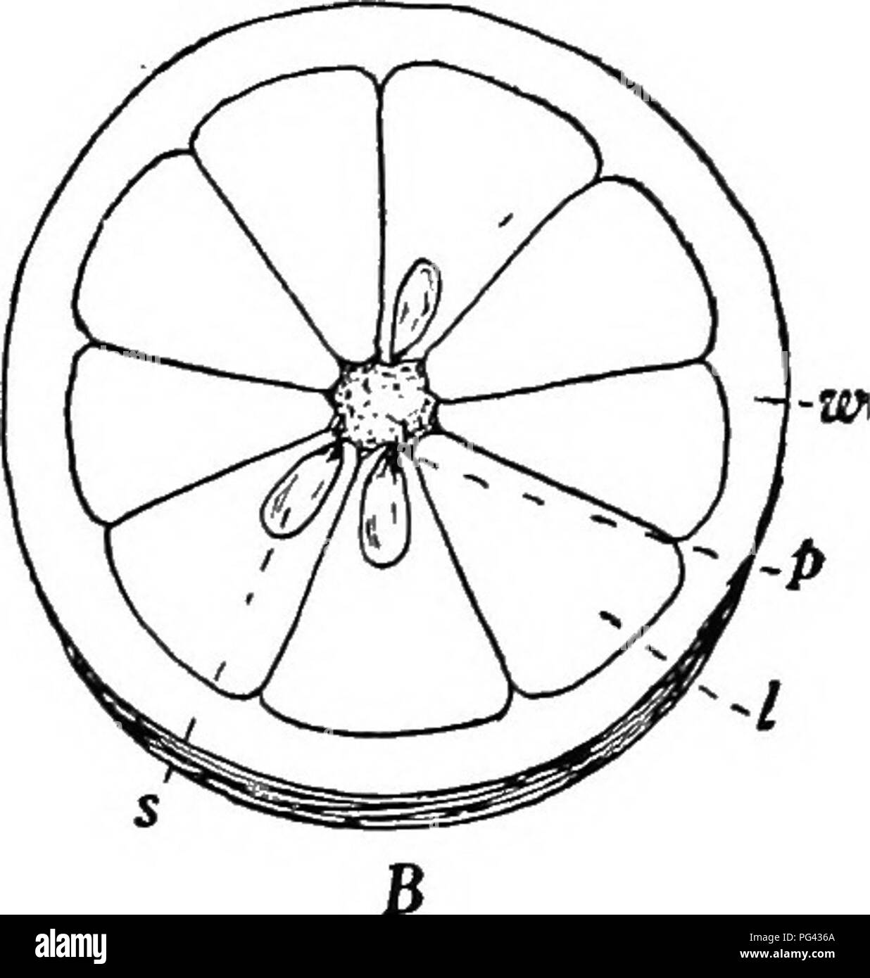 . La botanique pour les étudiants en agriculture . La botanique. FiG. 75. -A, section transversale d'une tomate. B, section transversale d'une Orange. w, paroi ovarienne ; p, placentas ; s, semences ; un, les cloisons de séparation ; JE, loges. tures étroitement liée à l'ovaire. Depuis fruits comportent un certain nombre de structures dans leur formation, il sera possible pour certains types d'étude et ensuite formuler une définition. La tomate ou Berry Type. - Le fruit de la tomate est composé de l'ovaire qui s'est élargie et s'fieshy et juteuse. Plus la partie comestible est constituée de l'élargissements charnue qui se développent à partir de l'angle intérieur des locules et presque remplir Banque D'Images