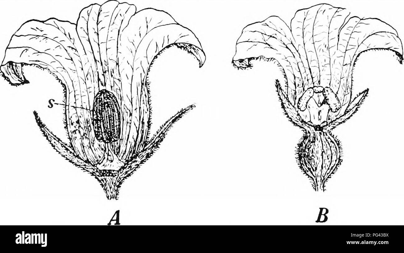 . La botanique pour les étudiants en agriculture . La botanique. Fig. 4. - Une fleur de tabac, c, la Fig. 5. - Fleur de trèfle rouge, la corolle en forme d'entonnoir composé de united c, corolle ; 6, tasse-comme calice. Pétales beaucoup ; b, calice. Les sépales sont également élargi. Après Hayden. united ci-dessous. Réduit. parties florales sont attachés est appelé torus ou récipient. Le réceptacle peut être plate, conique, ou en forme de coupe, et souvent des formes. Fig. 6. - Les deux fleurs unisexuées de la citrouille avec une partie de la corolle en forme de cloche, arrachés pour montrer l'intérieur des fleurs. Un, fleur staminée ; s, les étamines, formant ensemble raccord Banque D'Images