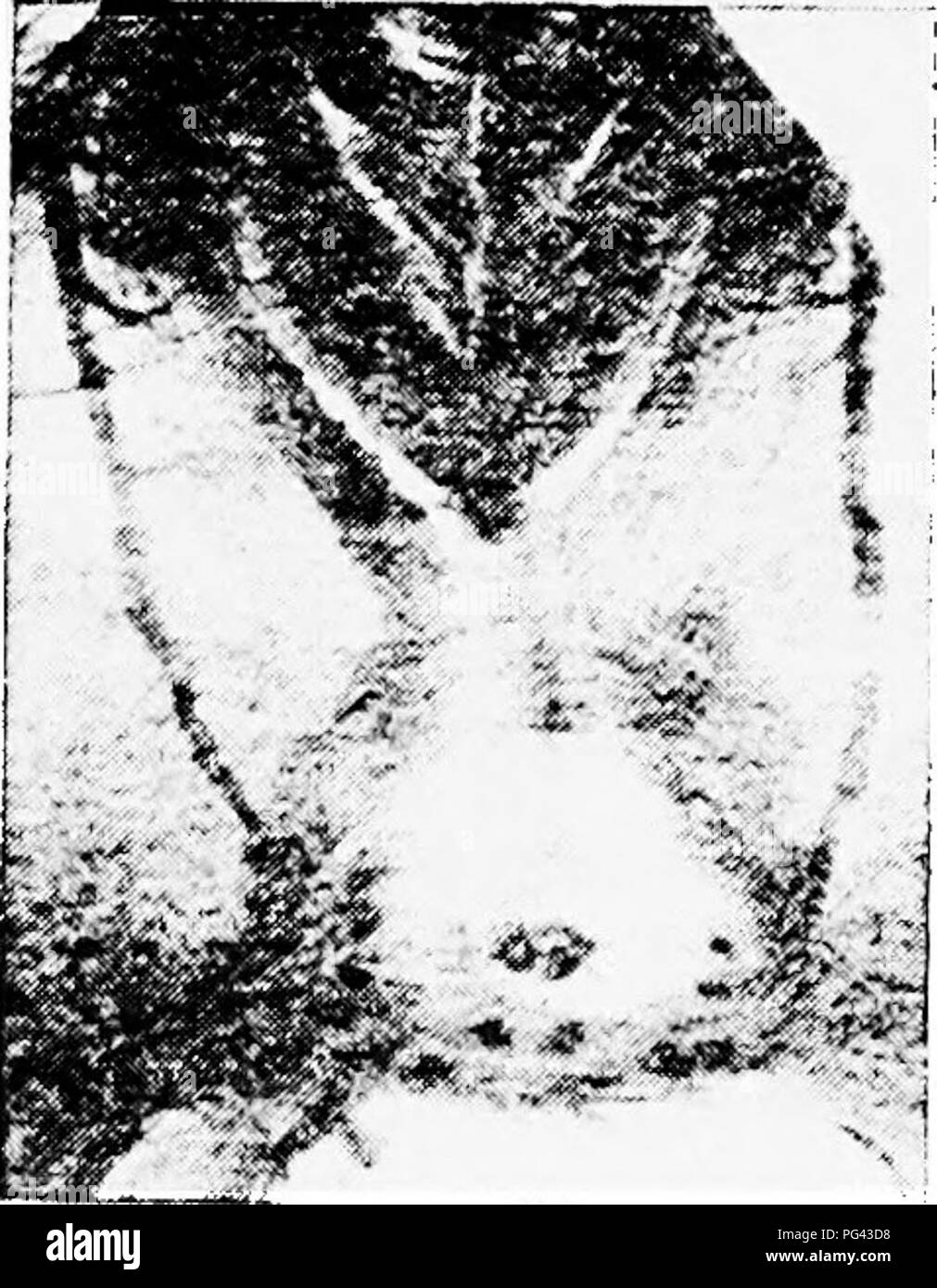 . L'appareil de l'mammaires mammalia : à la lumière de l'ontogenèse et phylogenèse . Mammifères ; glandes mammaires. 62 APPAREILS MAMMAIRES DES MAMMALIA vable. Droit et gauche s'exécute deux bloodvessels, branches cutanées du vasa epigastrica. Ces dans le rea:caudal flanc ion une zone en- fermé par les fibres du sphincter, marsupii tout juste à se développer. Dans le centre de la région est la section transversale de l'ombilic. FiG. 21.-l'abdomen de Nfav-Born Opossum. (Semon Collection.) Micro-photographie 12 diamètres. Vfiih ses trois navires, et vous pouvez compter sur la droite, 6 à gauche 5 Banque D'Images