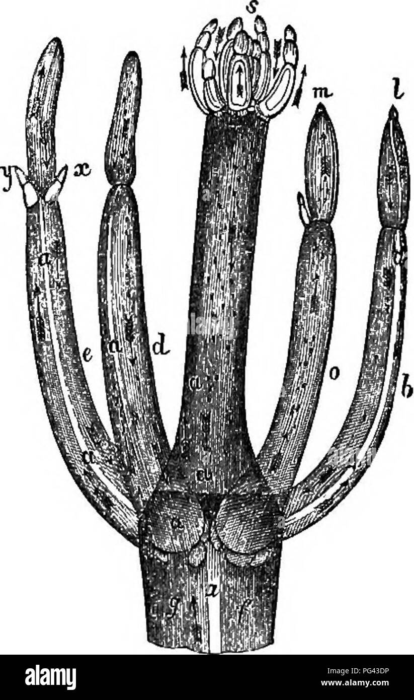 Ce traité sur la microscopie explique les méthodes de préparation et d'examen des structures biologiques au microscope, en mettant l'accent sur la circulation dans les cellules végétales telles que *Chara* et *Nitella*. Les illustrations clés montrent le mouvement des fluides dans les plantes. Banque D'Images