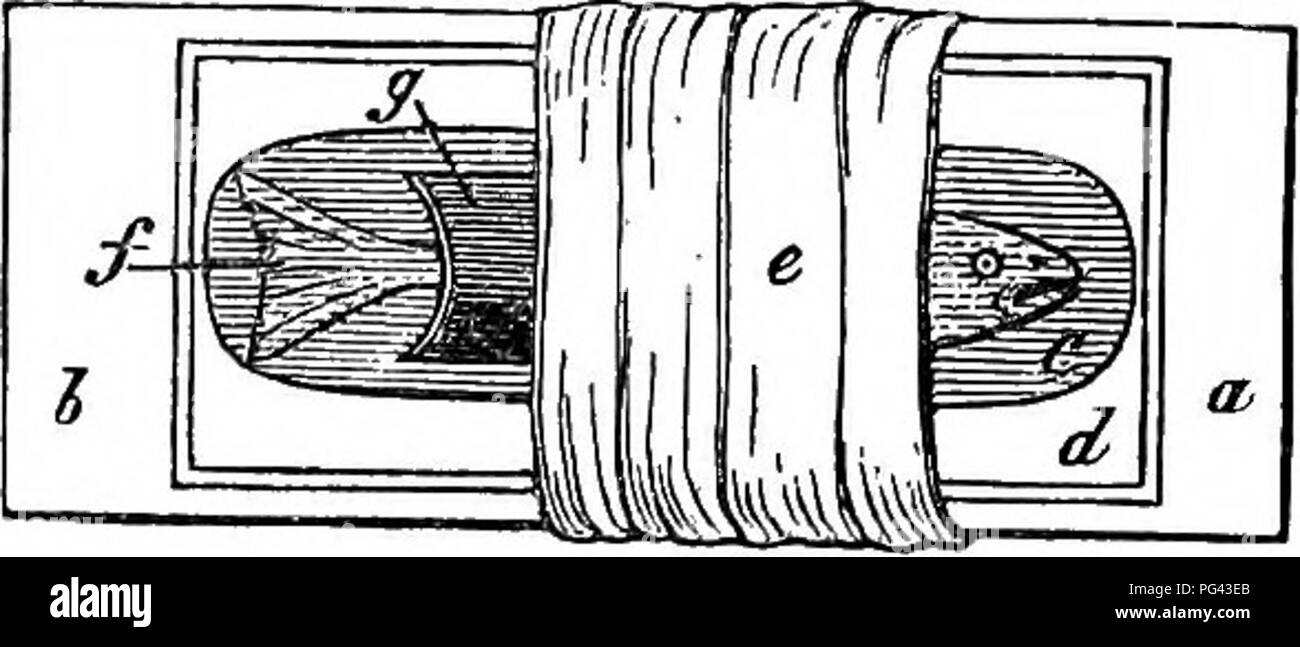 . Un traité pratique sur l'utilisation du microscope, y compris les différentes méthodes de préparation et d'examen animales, végétales, minérales et des structures. Microscopie Microscopes ;. 366. manipulation externe, est, peut-être, l'un des plus merveilleux que l'objet a peut être vu par le microscope ; les grands globules rouges peuvent même être retracée jusqu'aux extrémités des doigts, mais la circulation dans les branchies est la plus frappante, qu'il y la grande vaisseaux capillaires sont directement sous l'influence de l'action du cœur, et le mouvement des globules n'est pas continu mais wit synchrone Banque D'Images