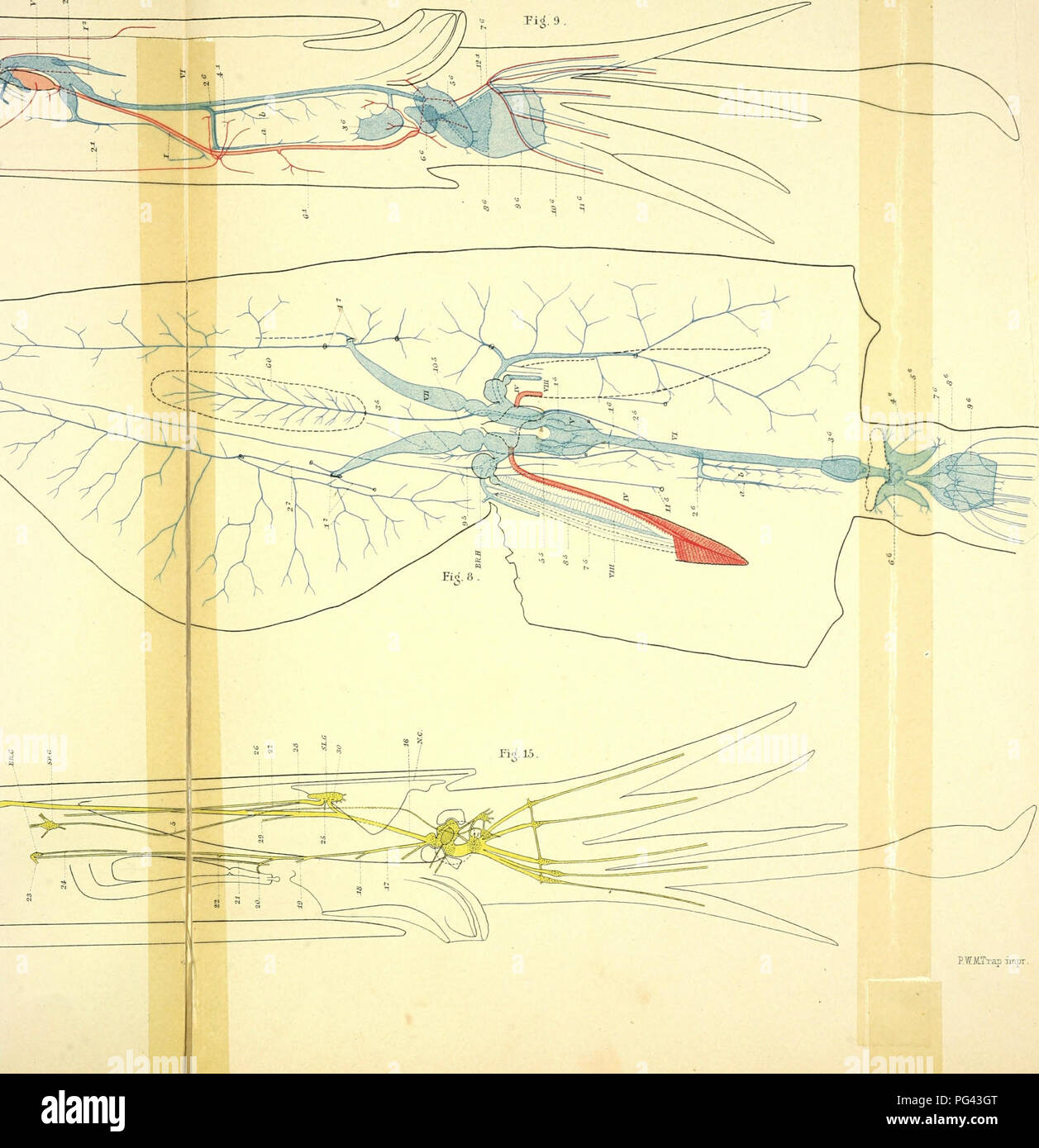 . L'anatomie de l'calmar Loligo, pealii, Lesueur. Calmars ; mollusques. Tlate IL.. PfJiTrapi-mpr.. Veuillez noter que ces images sont extraites de la page numérisée des images qui peuvent avoir été retouchées numériquement pour plus de lisibilité - coloration et l'aspect de ces illustrations ne peut pas parfaitement ressembler à l'œuvre originale.. Williams, Leonard Worcester, 1875-1912 ; le Musée Américain d'Histoire Naturelle. Leiden, Hollande, Bibliothèque et bureau d'impression à la fin de E. J. Brill Banque D'Images