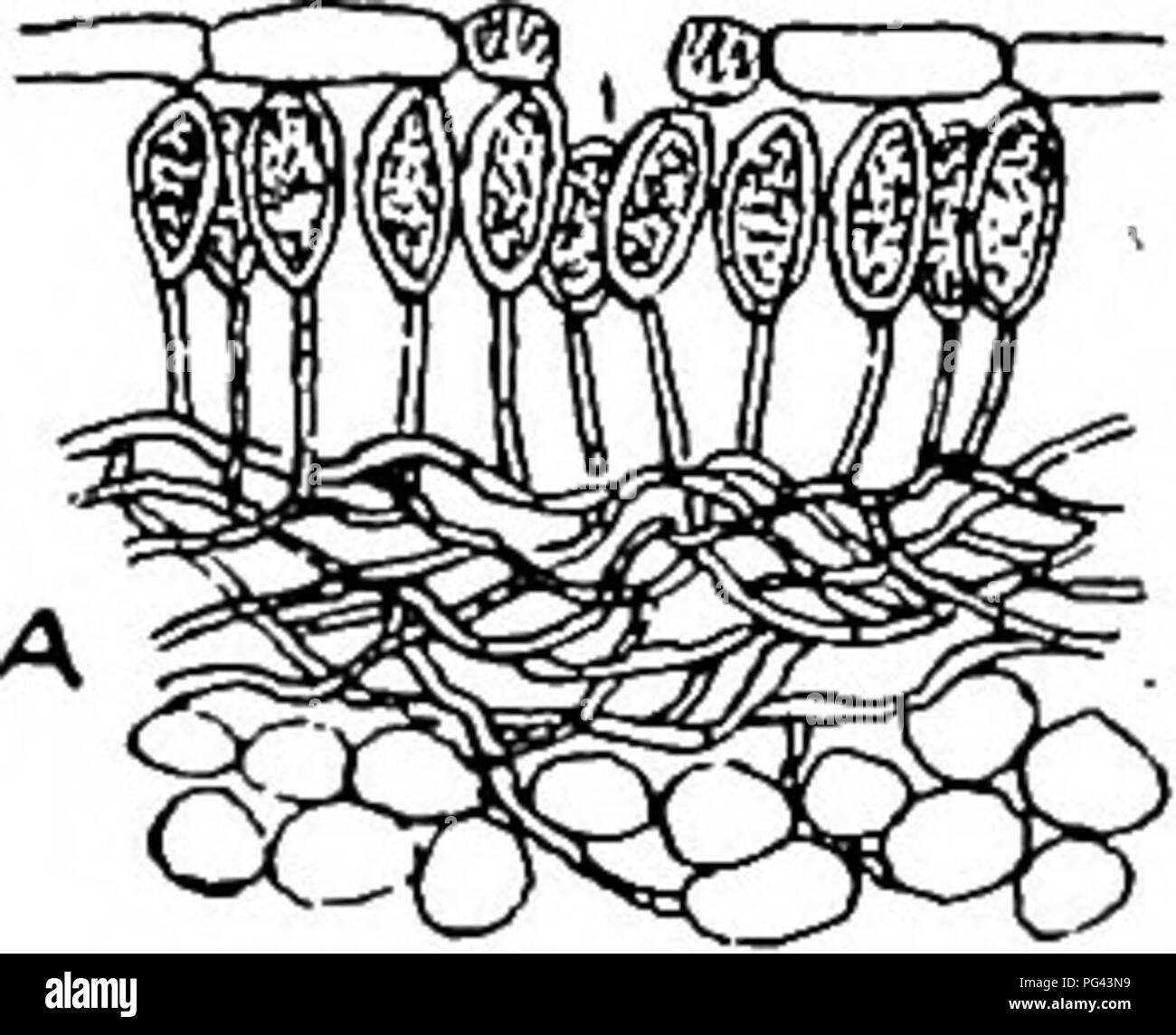 Ce manuel décrit les maladies des cultures, en mettant l'accent sur les cultures graminées comme le blé, et les méthodes d'identification et de réparation des maladies des plantes. Il détaille le développement de maladies courantes des cultures comme le mildiou et offre des solutions pratiques pour les agriculteurs. Banque D'Images