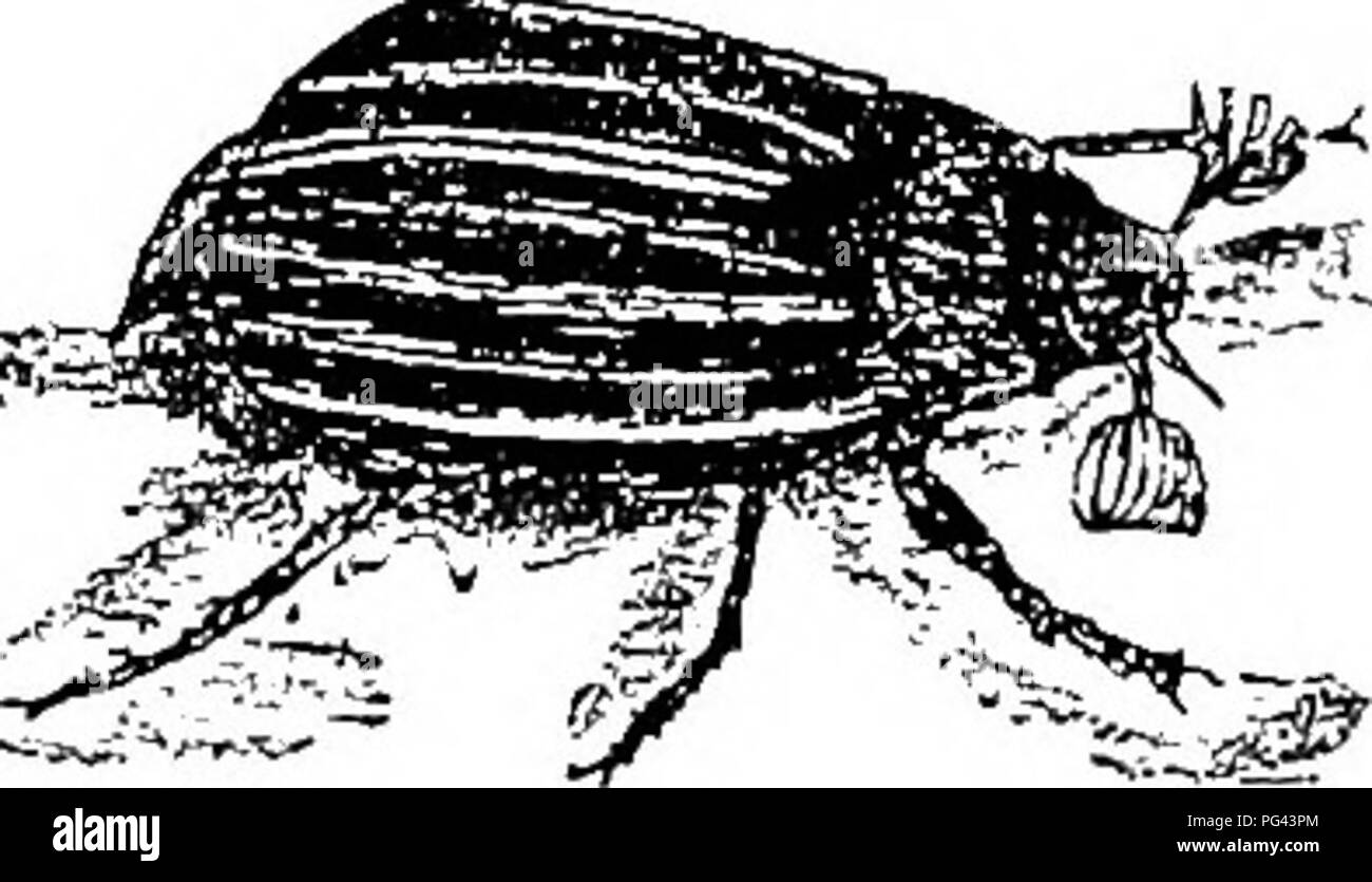 Ce manuel fournit des informations complètes sur les maladies affectant les cultures céréalières et leurs méthodes de traitement. Il comprend des descriptions des insectes nuisibles, tels que les larves de coléoptères nuisibles aux cultures, et discute de leur impact sur les prairies et les pratiques agricoles. Banque D'Images