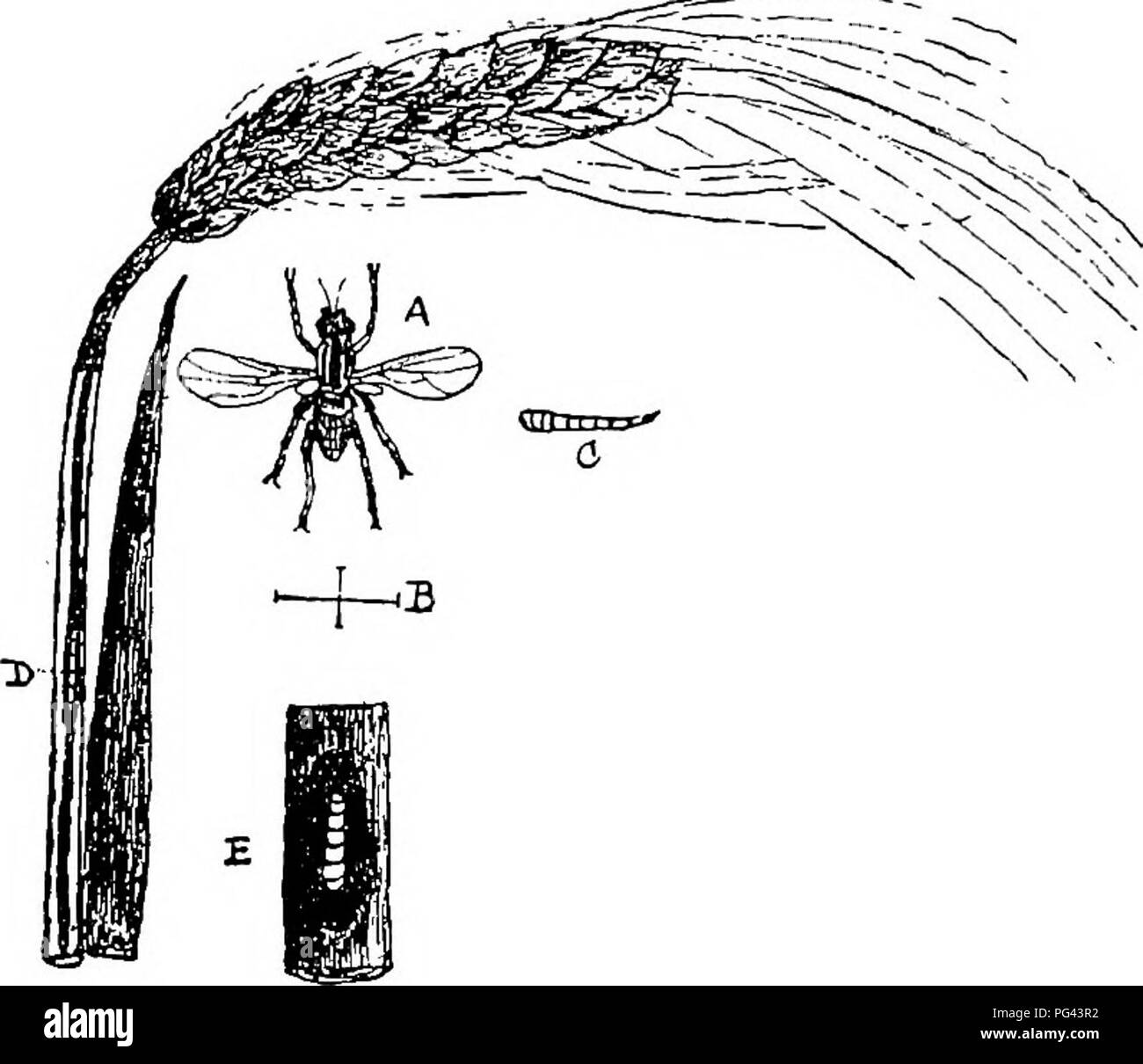 . Les maladies des cultures et leurs remèdes : un manuel de biologie économique pour les agriculteurs et les étudiants. Les maladies des plantes. Les graminées. 79 marques sur la face dorsale du thorax et l'abdomen. Les six pattes sont jaunes avec des tarses noirs (pieds). L'insecte parfait fait son apparition en mai. usnally La femelle pond des œufs (blanc) près de la base de la gaine de feuilles d'orge les plantes. Les œufs sont éclos en fonr ou cinq jours, lorsque le jaune, les asticots apodes Pierce a. Fig. 32.-^Ã pieds ruban {Ohlorops tceniopus maïs plis). ^ A. fly (agrandi). B. Son natiiral la taille. C. larve (nat.). D. lafe Banque D'Images