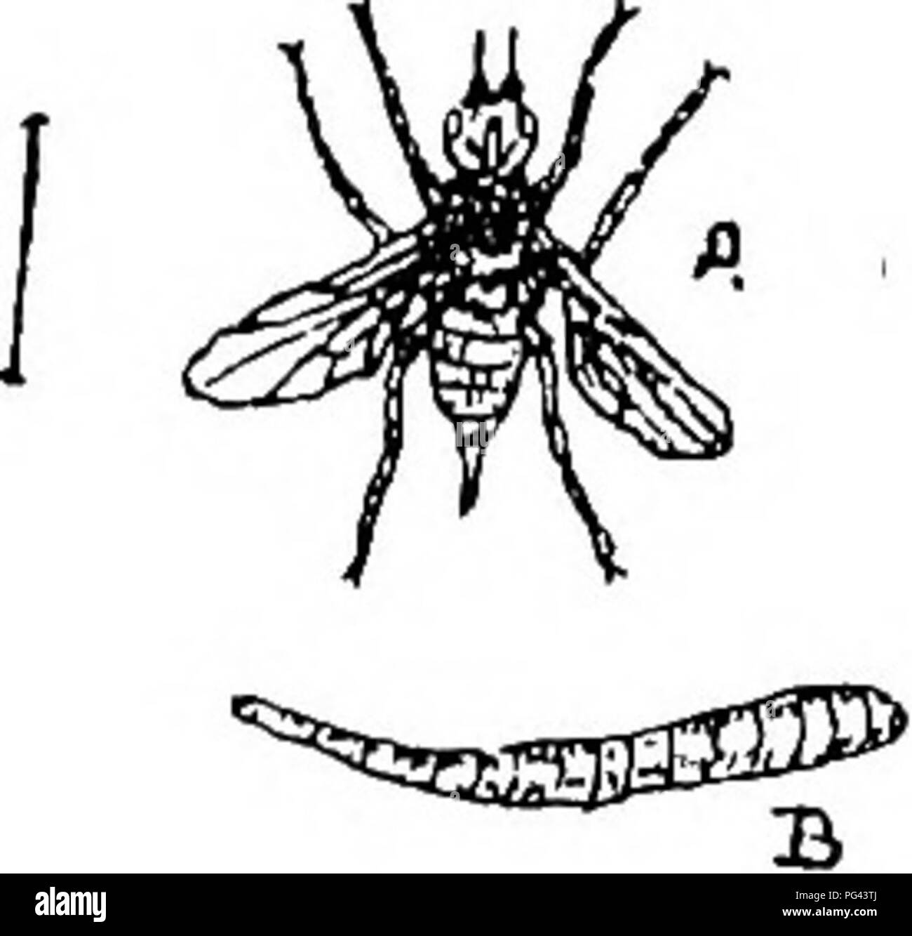 . Les maladies des cultures et leurs remèdes : un manuel de biologie économique pour les agriculteurs et les étudiants. Les maladies des plantes. Les CULTURES RACINES. • 37 quart de pouce de long. La larve se transforme en l'état de chrysalide dans le sol. Au cours de l'été les nymphes sont transformés en insectes parfaits dans environ vingt-cinq jours. La femelle vole enfin donner lieu aux oeufs, larves, et pupse ; celui-ci hibernent dans le sol jusqu'à ce que le printemps. Le corps jaune de la mouche est environ un quart de pouce de long, et porte deux ailes d'un vert noirâtre couleur. La prévention.-(1) bonne culture. (2) Après l'éclaircie à Banque D'Images