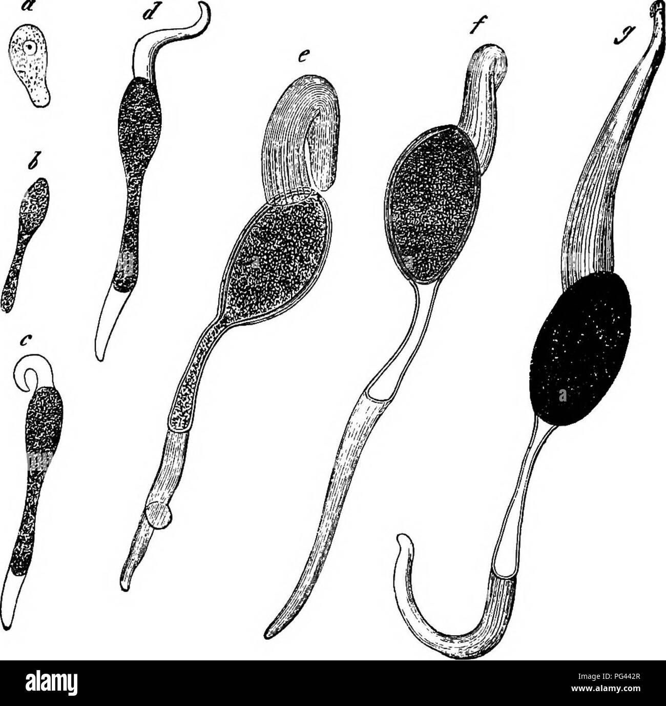 . La morphologie comparative et de la biologie des champignons, bactéries et mycetozoa . La morphologie des plantes ; Champignons ; myxomycètes ; bactériologie. La division 104 I.âGENERAL LA MORPHOLOGIE. mentionné également l'enveloppe-cellules sur les grappes de spores d'Urocystis, qui sera décrit dans le chapitre V, mais pas les tubes germinatifs qui apparaissent à l'intérieur de l'asque dans Sphaeria praecox, et qui ont été décrits par Tulasne ^ comme appendices filiformes. Nous avons déjà parlé, en accord avec les vues de la Tresse, de l'état physiologique de l'importation des appendices gélatineux comme des organes qui peuvent servir à fixer l'Asco- spores à l'autre et de th Banque D'Images