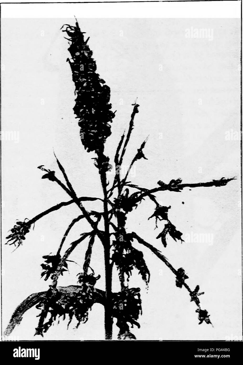 Ce manuel sur la mycologie et la pathologie végétale se concentre sur les maladies des plantes causées par les champignons, avec des solutions pratiques comme la rotation des cultures et le traitement fongicide pour contrôler des maladies comme le charbon de maïs. Banque D'Images