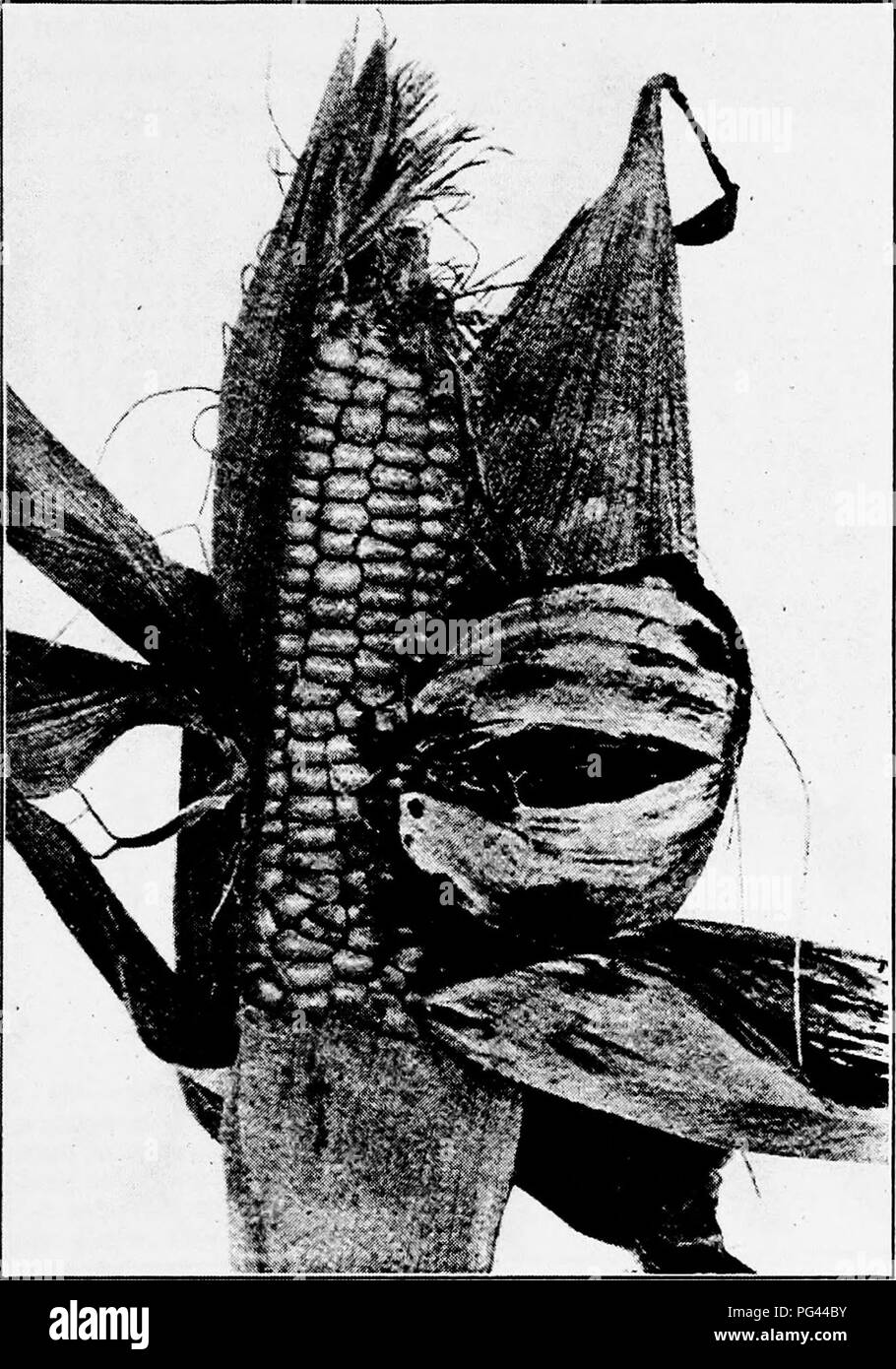 . Un texte-livre de mycologie et pathologie des plantes . Les maladies des plantes ; champignons dans l'agriculture ; maladies des plantes ; les champignons. Compte rendu détaillé DE CERTAINES MALADIES DES PLANTES 505 Chaque cellule de qui produit une basidiospore. L'infection des tissus naissant à n'importe quelle partie de la plante la culture du maïs est accompUshed par la. Fig. 179.-bouillir de charbon Ustilago zea sur l'épi de blé, développé à partir d'un noyau4 infecte. (Après Jackson, F. S., Bull. 83, Del. Coll. Agric. Expér. Lattes., Décembre, 1908.) les basidiospores et non par les chlamydospores (Fig. 181). Le temps humide est essentiel pour la croissance du maïs et du charbon aussi.. Moyen Banque D'Images