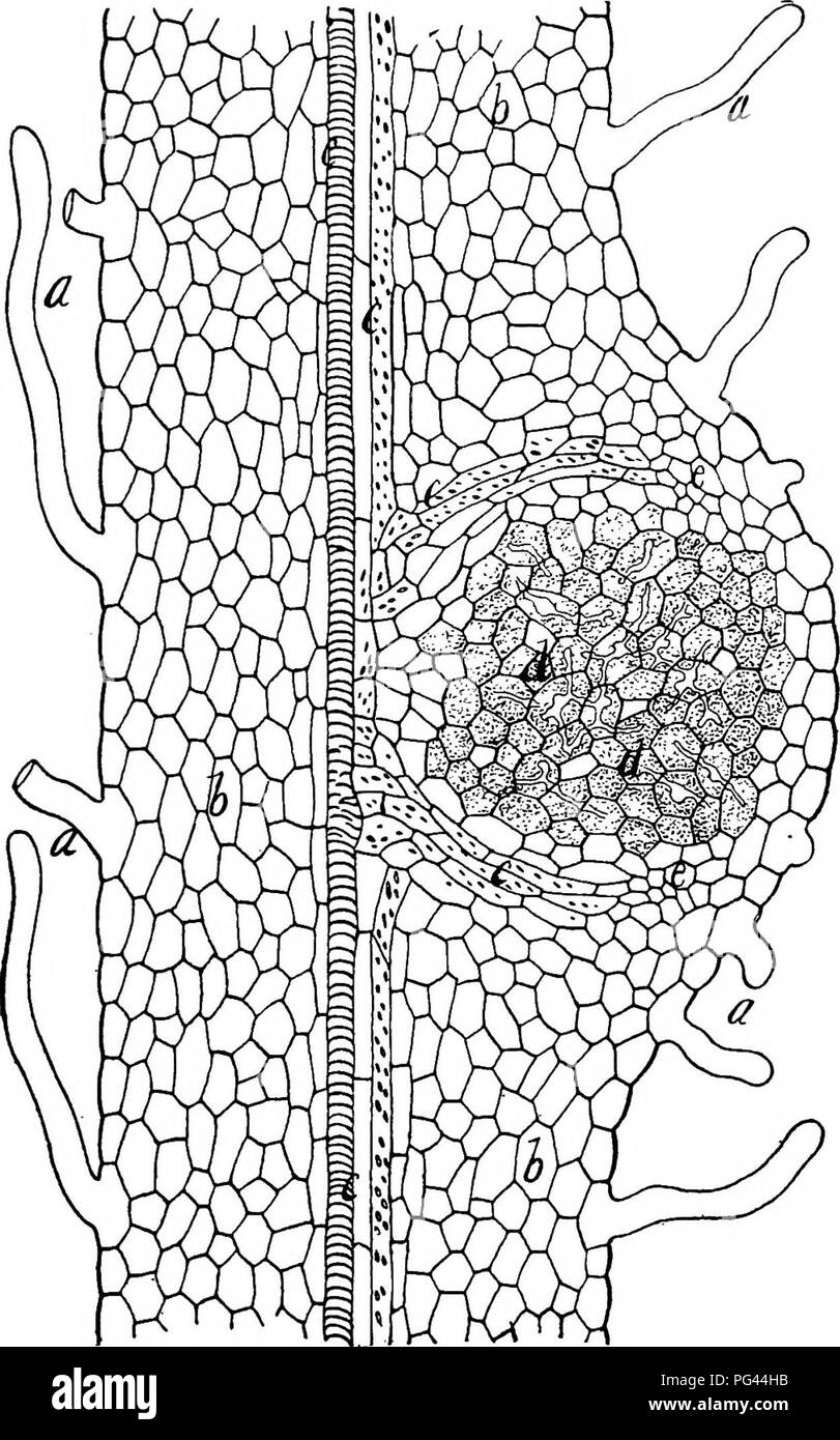 . Un texte-livre de mycologie et pathologie des plantes . Les maladies des plantes ; champignons dans l'agriculture ; maladies des plantes ; les champignons. Formulaire 389 cataplastic les galles galles sur les plantes. Les galles sont dues à des espèces de Synchytrium, au stade de l'aecidial rouilles sur violettes, barberries, orties et buck-. FiG. 156--section longitudinale à travers radicelle de trèfle rouge, montrant la formation de bacille, ti. Les poils absorbants des racines normales ; b, c ; parenchyme, tissus vasculaires ; d, zones infectées montrant des brins d'infection ; e, les cellules en phase de croissance du bacille. (Fig. 44, page 95, Schneider, bactériologie pharmaceutique, 1912.). Veuillez noter que ces images sont ext Banque D'Images