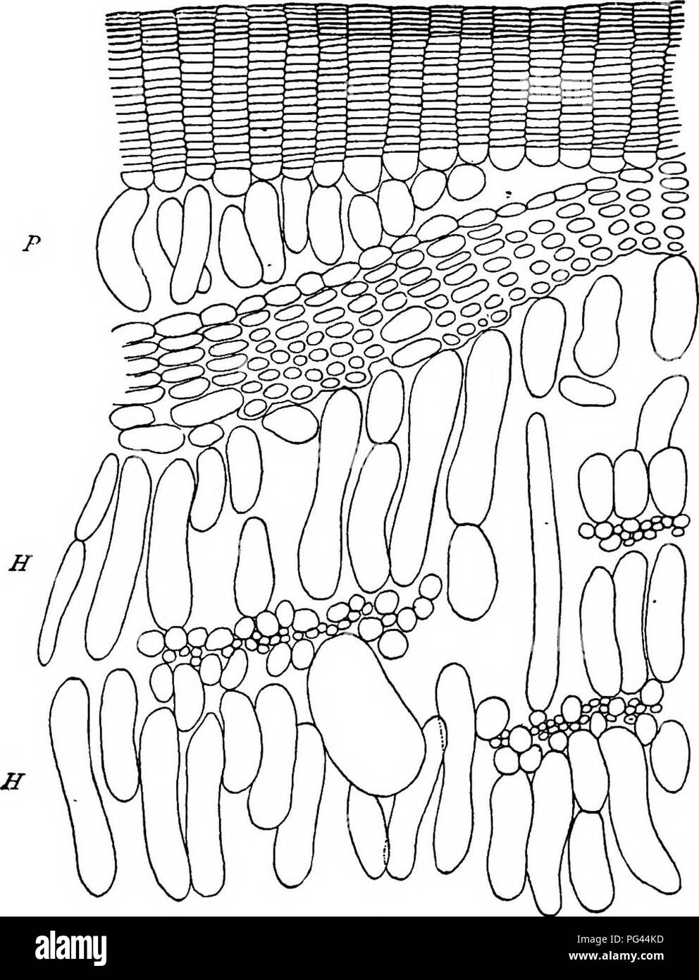 . Un texte-livre de mycologie et pathologie des plantes . Les maladies des plantes ; champignons dans l'agriculture ; maladies des plantes ; les champignons. Anatomie végétale pathologique 367 grandifiora. Ils sont formés sur le côté des branches exposées au soleil et les cellules de l'écorce sont allongés dans une direction radiale, enfin briser l'épiderme comme masses spongieuses de cellules. Les feuilles produisent également des intumescences. Originaire de cellules du mésophylle, ils. JC Fig. 144.-cross-section d'^ partie d'une hypertrophie de l'écorce fortement Ribes aureum. K, Liège ; P, périderme ; H, les cellules de l'écorce allongées anormalement. {Kuster, Pathologische Pflanzenanatomie, 1 Banque D'Images