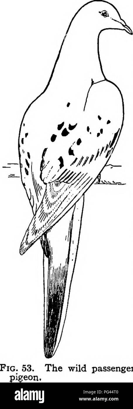 . L'histoire naturelle de la ferme ; un guide pour l'étude pratique de la sources de notre vivant dans la nature sauvage. L'histoire naturelle. Histoire de 114 lieues de la ferme d'ici sur le bord du fleuve (la) Seneca a huit ou dix sel fin des fontaines dans un petit espace. C'est là que les moustiquaires sont répartis pour les pigeons, et de sept à huit cents sont souvent prises à un seul trait de la net. Lake Tiohero (Toronto), l'un des deux qui rejoint notre can- tonne, est entièrement quatorze lieues de long et une ou deux grandes. Il aboimds dans les cygnes et les oies tout l'hiver, et au printemps on voit un nuage continu de tous les Banque D'Images . L'histoire naturelle de la ferme ; un guide pour l'étude pratique de la sources de notre vivant dans la nature sauvage. L'histoire naturelle. Histoire de 114 lieues de la ferme d'ici sur le bord du fleuve (la) Seneca a huit ou dix sel fin des fontaines dans un petit espace. C'est là que les moustiquaires sont répartis pour les pigeons, et de sept à huit cents sont souvent prises à un seul trait de la net. Lake Tiohero (Toronto), l'un des deux qui rejoint notre can- tonne, est entièrement quatorze lieues de long et une ou deux grandes. Il aboimds dans les cygnes et les oies tout l'hiver, et au printemps on voit un nuage continu de tous les Banque D'Images