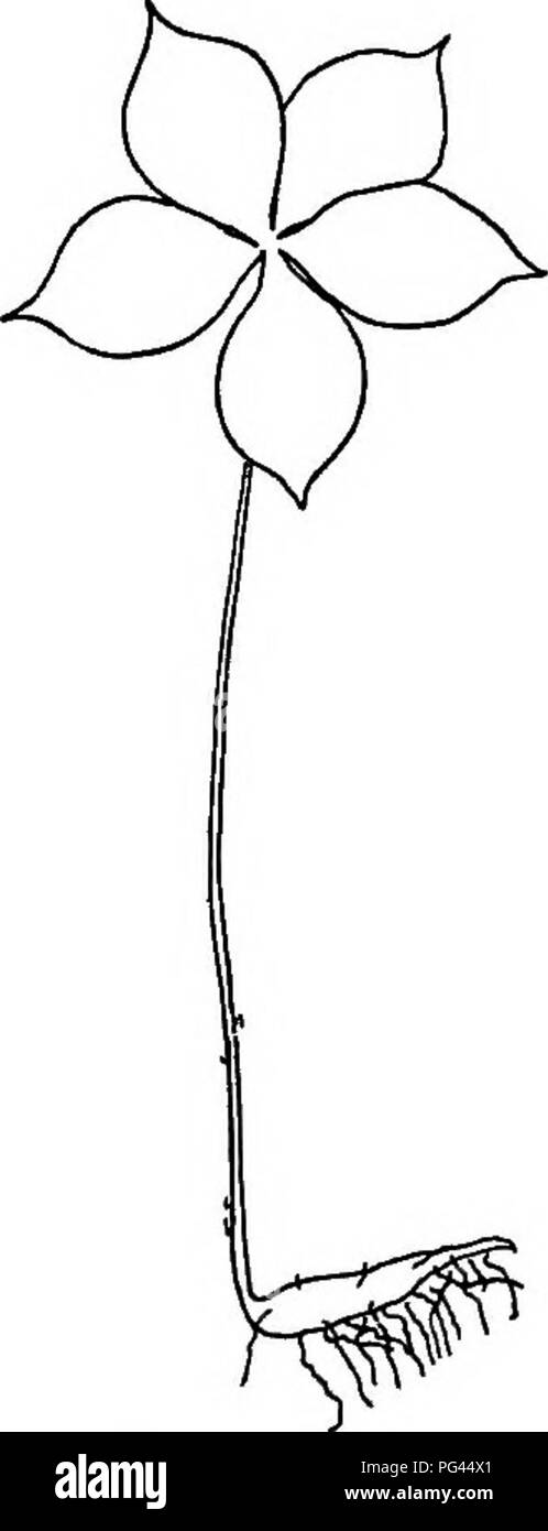 . L'histoire naturelle de la ferme ; un guide pour l'étude pratique de la sources de notre vivant dans la nature sauvage. L'histoire naturelle. Les racines sauvages COMESTIBLES DE LA FERME 6j'ai reçu plus d'attention parmi nous s'il avait été adapté par la nature pour des conditions de travail ordinaires. Mais il pousse en terrain humide ou même mouillé et dans l'ombre partielle. L'Indien concombre-racine (Fig. 34) porte un autre sorte de tubercule qui pourrait bien se qualifier pour une place parmi les uto : salade, ont été l'usine adaptés aux champs : mais il pousse dans le moule des feuilles à l'ombre des fourrés denses. La wUd ampoules du scaly trier qui sont comestibles Banque D'Images