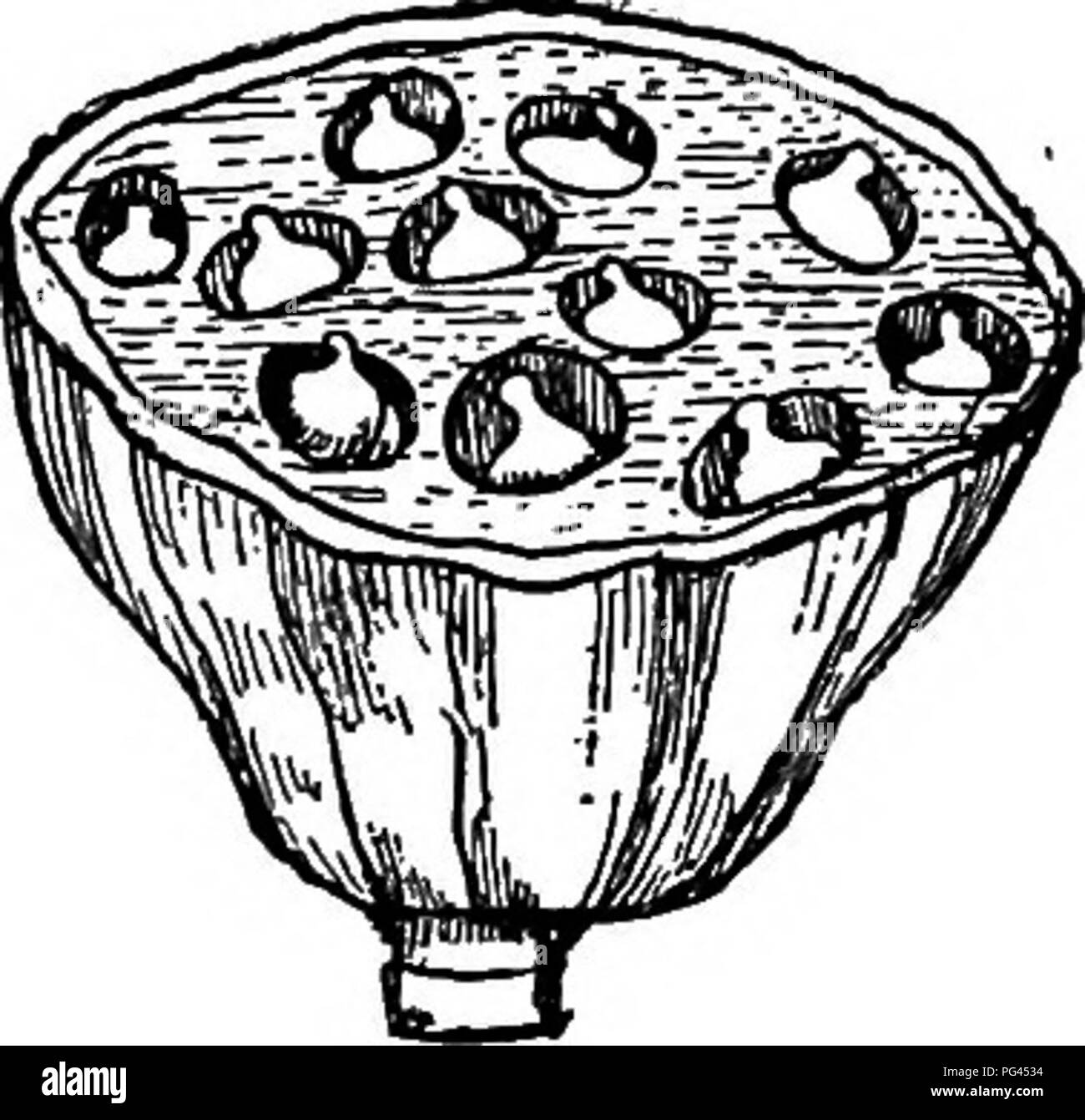 . Le livre de champignons. Un guide populaire pour l'identification et l'étude de nos champignons roturier, avec un accent particulier sur la variétés comestibles. Les champignons, Côté Cuisine (champignons) ; cbk. De Pistil Pistil violet de Saint John's wort-. Boîte à graines d'apprendre avec le microscope que l'étang de l'écume qu'il avait pensé dégoûtant frog-crachats sont en vérité les écheveaux de plantes exquises, composé de chaînes de sveltes, transpar- cellules ent plus fins que des fils de soie, chaque cellule contenant de nombreuses petites par- ticules de vert vert feuille, ou chloro- phyll-la cause de la couleur verte de toutes les plantes vertes. Dans un premier temps la plus conspicu Banque D'Images