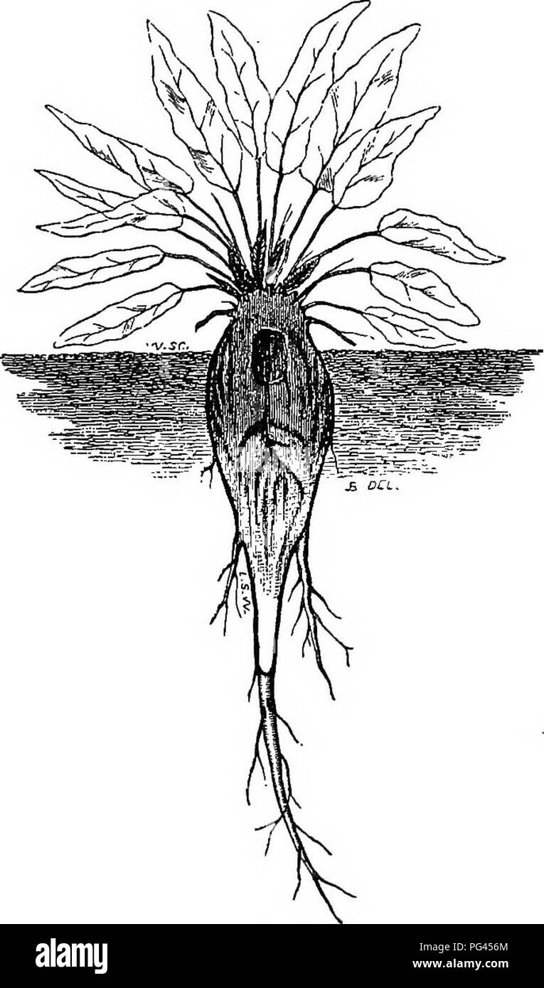 . La betterave à sucre : y compris une histoire de l'industrie du sucre de betterave en Europe, les variétés de la betterave à sucre, d'examen, les sols, le travail du sol, semences et semis, rendement, et de la culture, la récolte, le transport, la conservation, l'alimentation qualités de la betterave et de la pulpe de betterave à sucre, etc. ; la betterave à sucre La betterave sucrière ; ; ; l'industrie de la betterave à sucre de betterave, du sucre de betterave, sucre de betteraves de l'industrie, l'industrie du sucre de betterave. Ennemis DE LA BETTERAVE À SUCRE. 283 existent, pour les plantes, comme les êtres humains, ont leurs parasites qui, dans la plupart des cas, sont une conséquence de la négligence. La culture en général un excès de monoxyde d'elemen Banque D'Images
