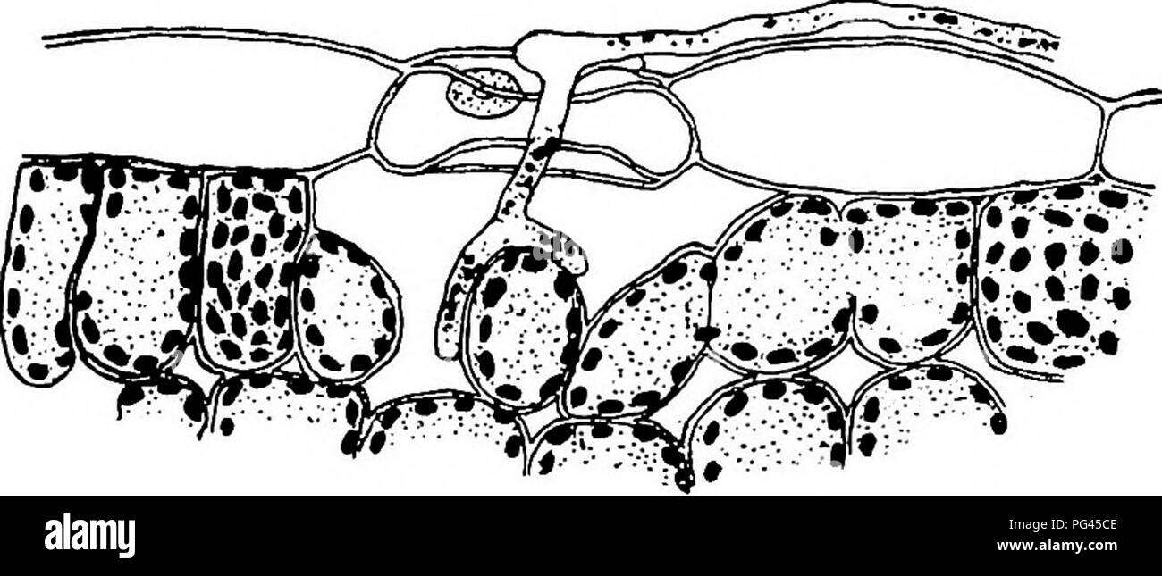 . Minnesota maladies des plantes. Les maladies des plantes. Fig. 29.-l'infection d'une feuille d'herbe par un champignon de la rouille (rouille du blé). Au-dessus est une spore d'été montrant les tubes. Ci-dessous est un tube germinatif qui entre par les pores de la feuille et est jusqu'à la partie interne de la feuille où il devient rapidement bien établi. Après Ward. avoir sa propre forme particulière de ventouse. La plus simple sont peu ramifiés cylindrique threads. Encore une fois, ils peuvent être petits hyphes tuberculeuse ; d'autres sont ramifiées pour former un bec-fin- à la main, déclenchées comme système de threads. Dans d'autres cas encore, les ventouses peuvent être très ramifiée et th Banque D'Images