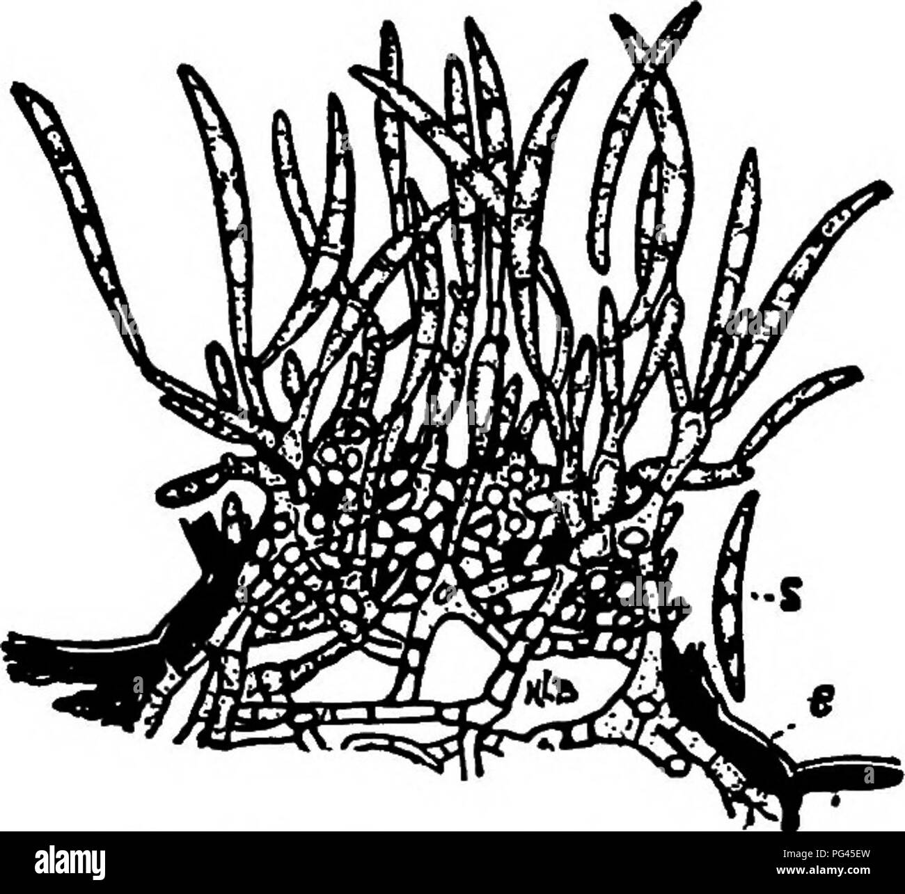 . Les champignons qui causent les maladies des plantes . Les maladies des plantes, les champignons. Les champignons qui causent les MALADIES DES PLANTES 653 oxy-. (Voir p. 46) des pommes de terre ; c'est peut-être identique avec F. sporum. F. A. erubescens &AMP ; c. Ov. produit des taches noir sur vert en contrebas et ripe toma- orteils en Allemagne *'"' re- sulting enfin dans mummi- fication. Le parasitisme par le biais d'enzymes a été démontré. F. lycopersici Sacc.^^"""'- sporodochies comme dans F. L'oxy- ; sporum falciforme conidies, aigu, 25-30 x 3,5-4, fi .^^^^SZSS SS S^KSU H-J'hyaline à jaunâtre. C'est la cause d'une de- mato flétrir ou "maladie du sommeil& Banque D'Images
