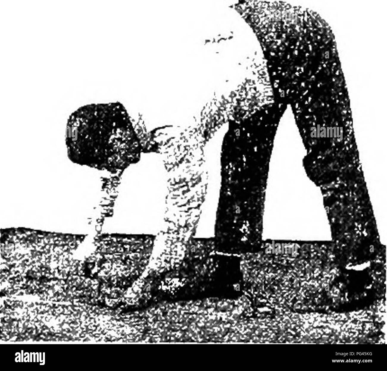 . Principes de culture végétale : an elementary treatise conçu comme un texte-livre pour les débutants dans l'agriculture et l'horticulture. L'horticulture, la botanique. . Veuillez noter que ces images sont extraites de la page numérisée des images qui peuvent avoir été retouchées numériquement pour plus de lisibilité - coloration et l'aspect de ces illustrations ne peut pas parfaitement ressembler à l'œuvre originale.. Goff, E. S. (Emmett Stull), 1852-1902. Madison, Wisconsin (Etats-Unis) : E. S. Goff Banque D'Images
