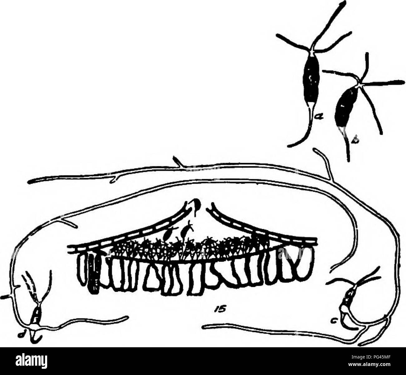 . Les champignons qui causent les maladies des plantes . Les maladies des plantes, les champignons. Les champignons qui causent les MALADIES DES PLANTES 559 '' / / / Fig. 376.-P. funerea. A. Les spores. B. Un j'oung mycélium. C. d'un hyphe mycélium plus âgés. Après Reed. P. funerea Desm. Acervuli punctiforme, dispersés, noirâtres, sous-épidermiques, erum- pent ; stroma appuyée, blanc ; les conidies de forme oblongue, fusoid, 5-loculaire, resserré à la septa, les trois cellules centrales fuscous, les autres t'^ j, hyalines, 22-32 x 6-8 m, avec 2-5 "2 W/T hyalines, épines recourbées 10-15 x 0,7-1 n ; les conidiophores courts, 5-9 x 1-1,5 M- c'est trouvés sur divers conifères à l'origine d Banque D'Images