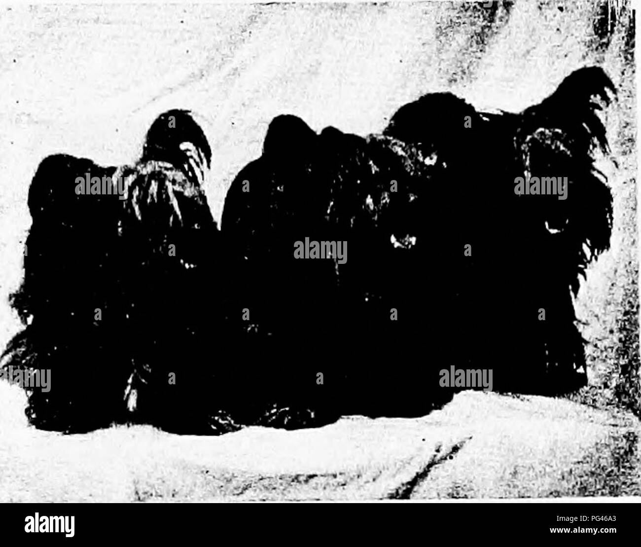 . Le chien livre : une histoire populaire du chien, avec des informations pratiques pour les soins et la gestion de la chambre, chenil, et l'exposition des chiens, et des descriptions de toutes les races importantes . Les chiens. ^MjdMMBh MOORLAND LASS KELPIE QUEEN Propriété de M. Geo. Caverhill, Montréal MUS. RIPLEY'S DROP-EARED SKYES. Veuillez noter que ces images sont extraites de la page numérisée des images qui peuvent avoir été retouchées numériquement pour plus de lisibilité - coloration et l'aspect de ces illustrations ne peut pas parfaitement ressembler à l'œuvre originale.. Watson, James, 1845-. New York : Doubleday, Page &AMP ; Co. Banque D'Images