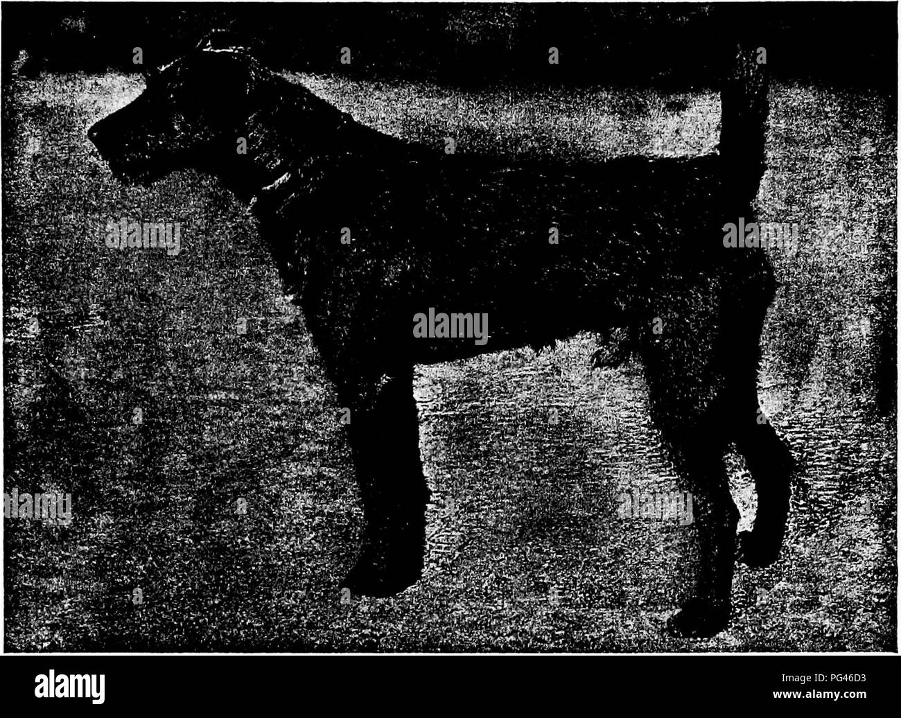 . Le chien livre : une histoire populaire du chien, avec des informations pratiques pour les soins et la gestion de la chambre, chenil, et l'exposition des chiens, et des descriptions de toutes les races importantes . Les chiens. Un Uison Photo bv, Belfast CR. BREDA MUDDLER. Veuillez noter que ces images sont extraites de la page numérisée des images qui peuvent avoir été retouchées numériquement pour plus de lisibilité - coloration et l'aspect de ces illustrations ne peut pas parfaitement ressembler à l'œuvre originale.. Watson, James, 1845-. New York : Doubleday, Page &AMP ; Co. Banque D'Images