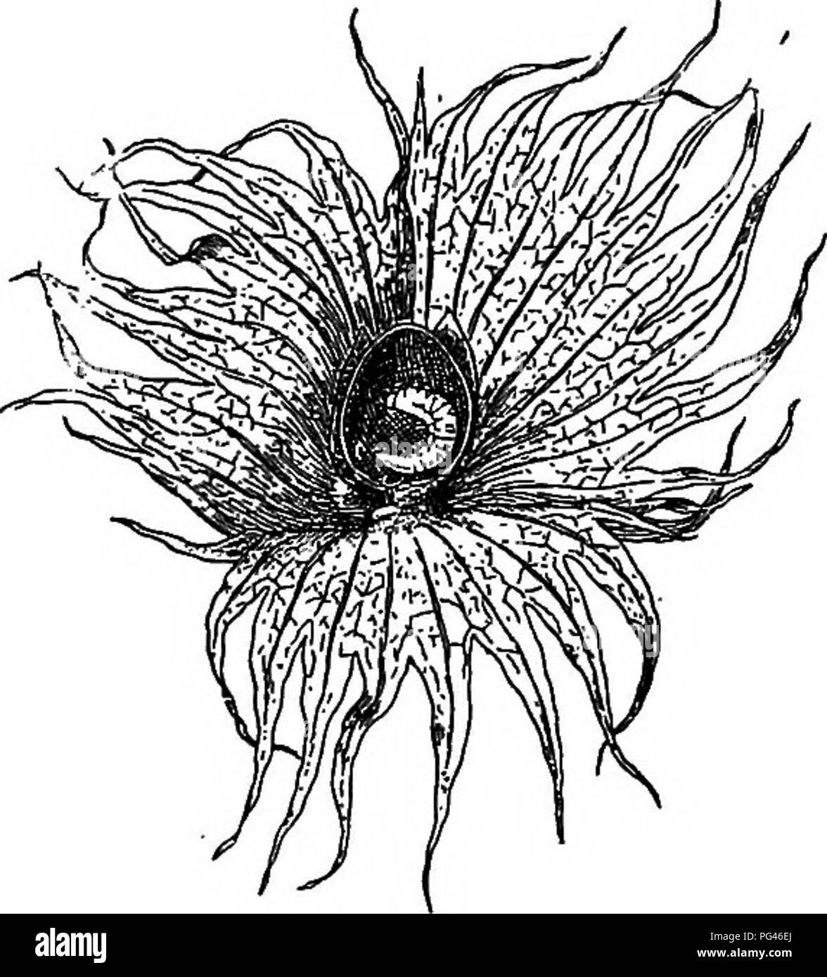 . Amis et ennemis de la ferme agricole : un texte-livre de science agricole . Les ravageurs agricoles ; les insectes utiles ; les insectes nuisibles. L'ordre des coléoptères : I4S en grande partie confinés à l'intérieur des frontières du Texas, la perte de la récolte de coton dans un an à cause de cet insecte a été estime à 5 000 000 ; ?i par le Dr L. O. Howard, entomologiste du ministère de l'Agriculture des États-Unis. L'éventuelle perte annuelle au coton du sud au cas où l'organisme doit être- viennent généralement distribué, a été estimé à 250 000 000 ^. Par conséquent, il n'est pas étrange que cet insecte a reçu une grande Banque D'Images