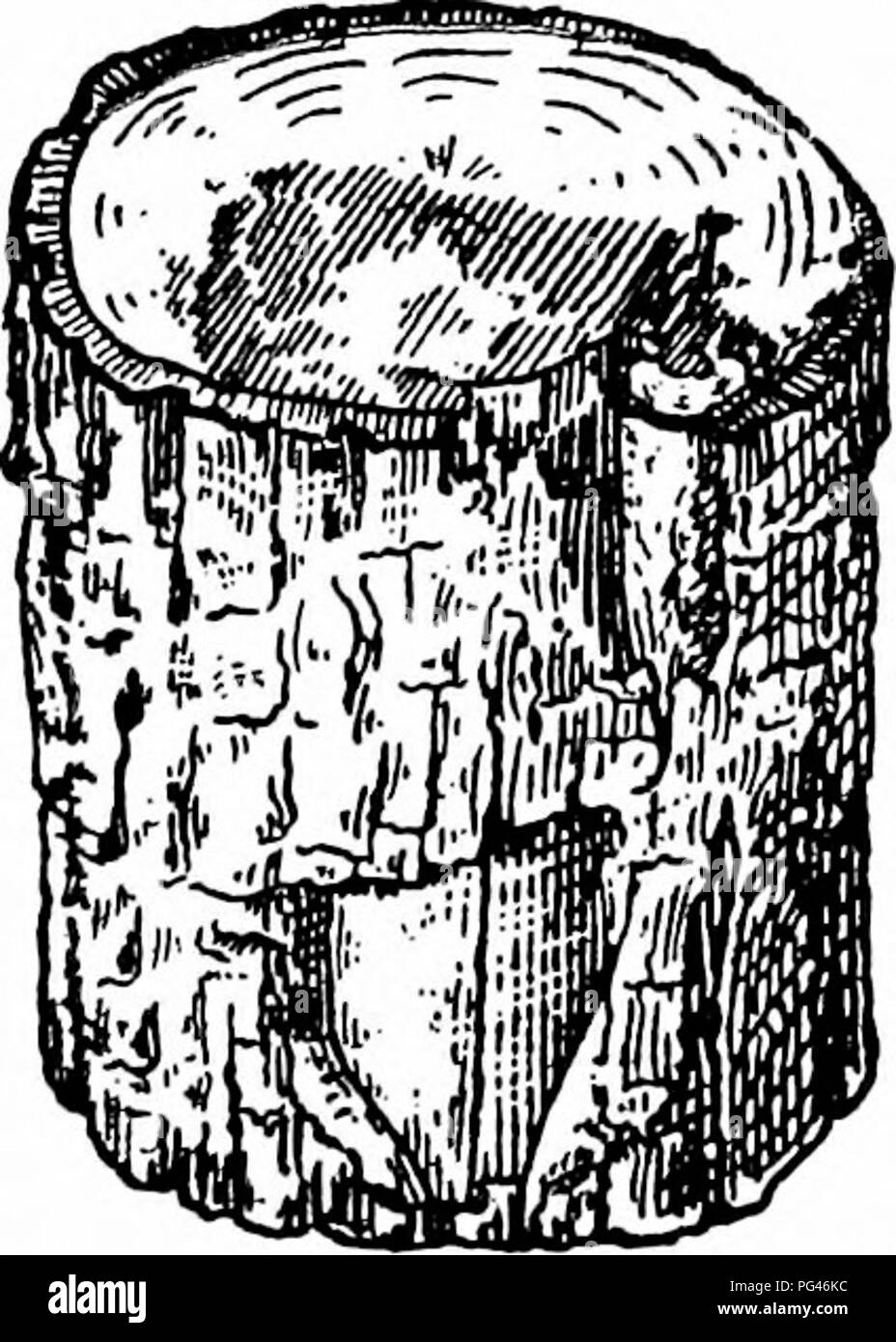 . Principes de la foresterie américaine . Les forêts et la foresterie. FiG. 53.-section de tronc de sun- ébouillanté le tilleul, montrant l'écorce morte et quantité de bois de-cayed. Le haut et les racines de l'arbre d'où cette sec- tion a été coupé étaient parfaitement sains au moment où le tronc s'est cassé à l'échaudure- soleil. Fig. 52.-tronc d'érable doux soleil mal-ébouillanté. cause les rayons du soleil frapper le tronc plus presque perpendiculaire. Branches cassées et de décadence. De grandes plaies sont parfois formé par la décomposition d'une succursale, ou de pourriture, ce qui peut avoir commencé dans une blessure faite par l'élagage. Dans ce cas, le brok Banque D'Images