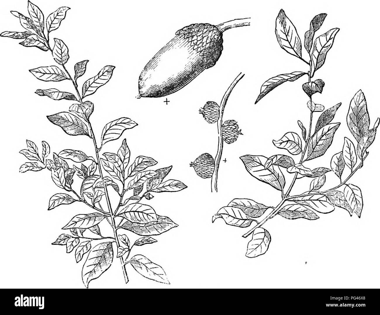 Cet ouvrage de référence détaille les arbres et arbustes robustes de Grande-Bretagne, offrant des descriptions scientifiques et populaires de leurs caractéristiques, de leur propagation et de leurs utilisations culturelles. Il comprend des espèces comme le chêne à feuilles persistantes (Quercus ilex), commun dans le sud de l'Europe et dans certaines parties de la Grande-Bretagne. Banque D'Images