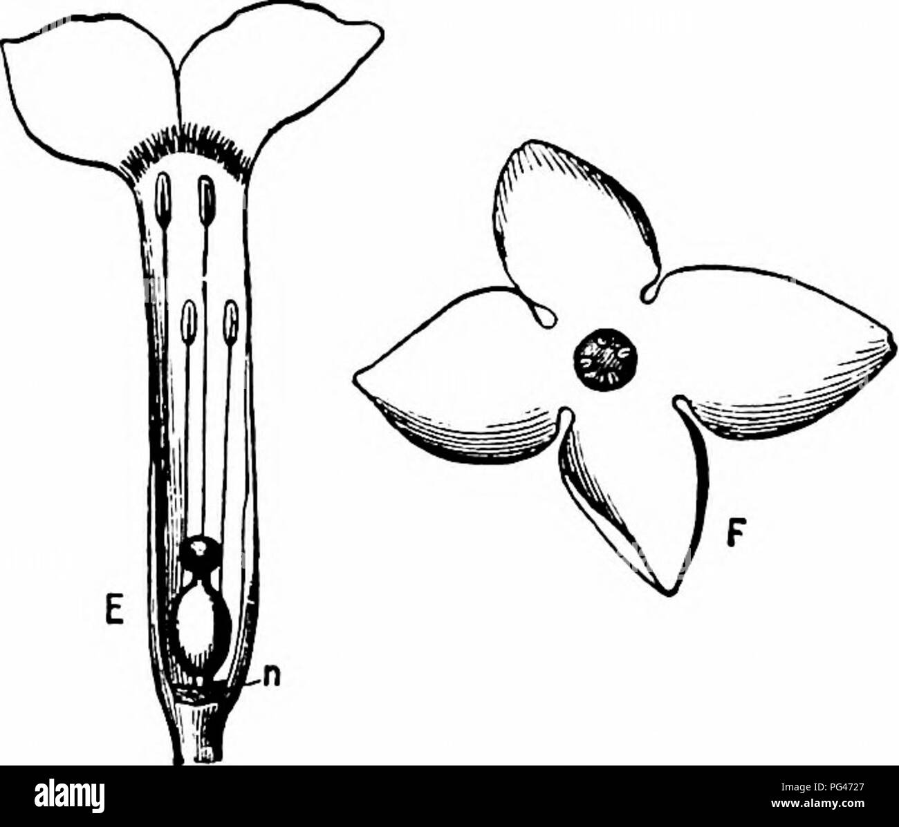 . La pollinisation des fleurs de manuel : fondée sur les travaux de Hermann MuÌller «la fécondation des fleurs par les insectes" . La fertilisation des plantes. 358 ANGIOSPERMAEâDICOTYLEDONES. Fig. 359. Dafhtie striata, L. (après l'Herm. Muller). E. Fleur en coupe longitudinale ; w les nectaires,. F. fleurissent de ci-dessus. 5. Bombus hortorum L., 5 skg. (Kn.) ; 6. Halictus cylindricus F. $ (Kn., H. M.) ; 7. H. leucopus C 5 (H. M.) ; 8. H. K. minutissimus ^â , 9. H. nitidus Schenck 5 ; tous les skg. ; 10. Osmia fusca Chr. t (H. M.) ; 11. O. rufa Z. $ et S (H. M.), skg. C. de Lépidoptères. Rhopalocera : 12. Rhodocera rhamni L. (Kn., Lud.), Banque D'Images