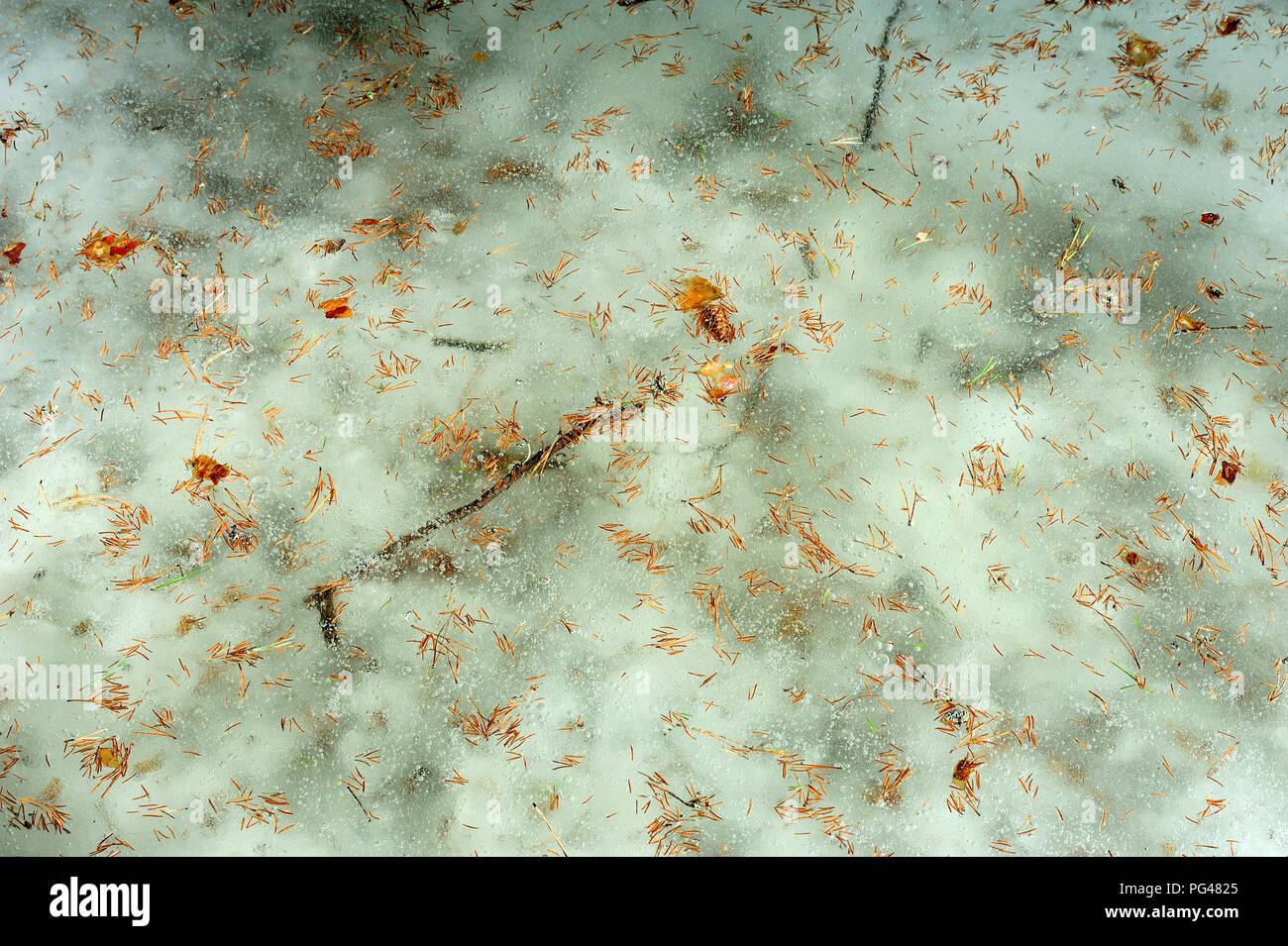 Feuilles jaunes sur fond de glace - hiver Banque D'Images