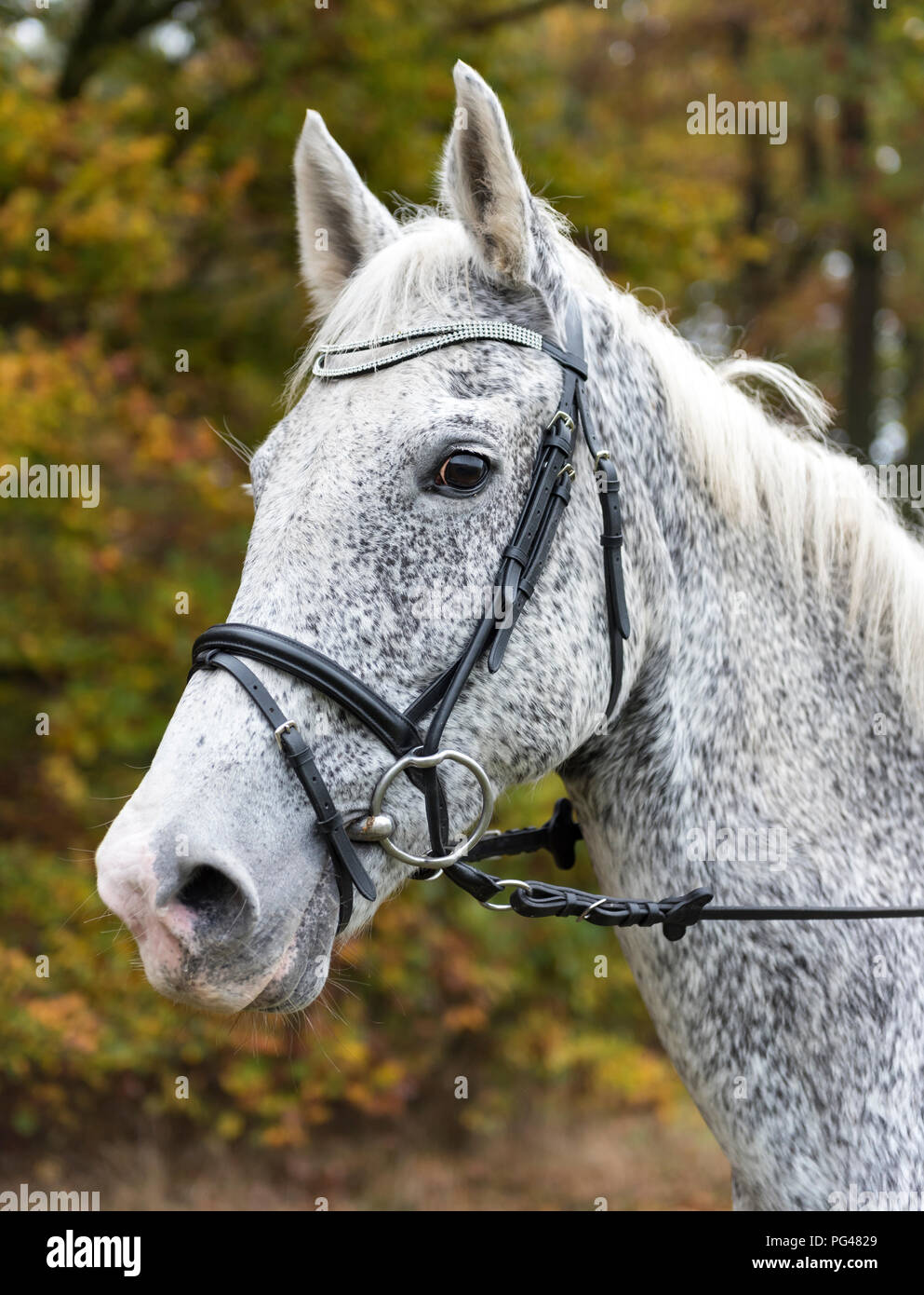 Close-up of Czech Warmblood Horse Banque D'Images