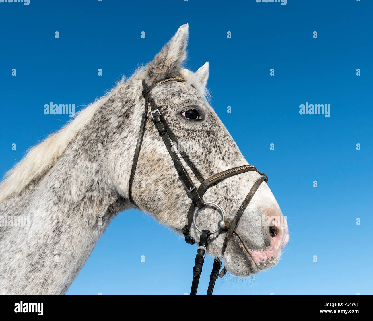 Close-up of Czech Warmblood Horse Banque D'Images