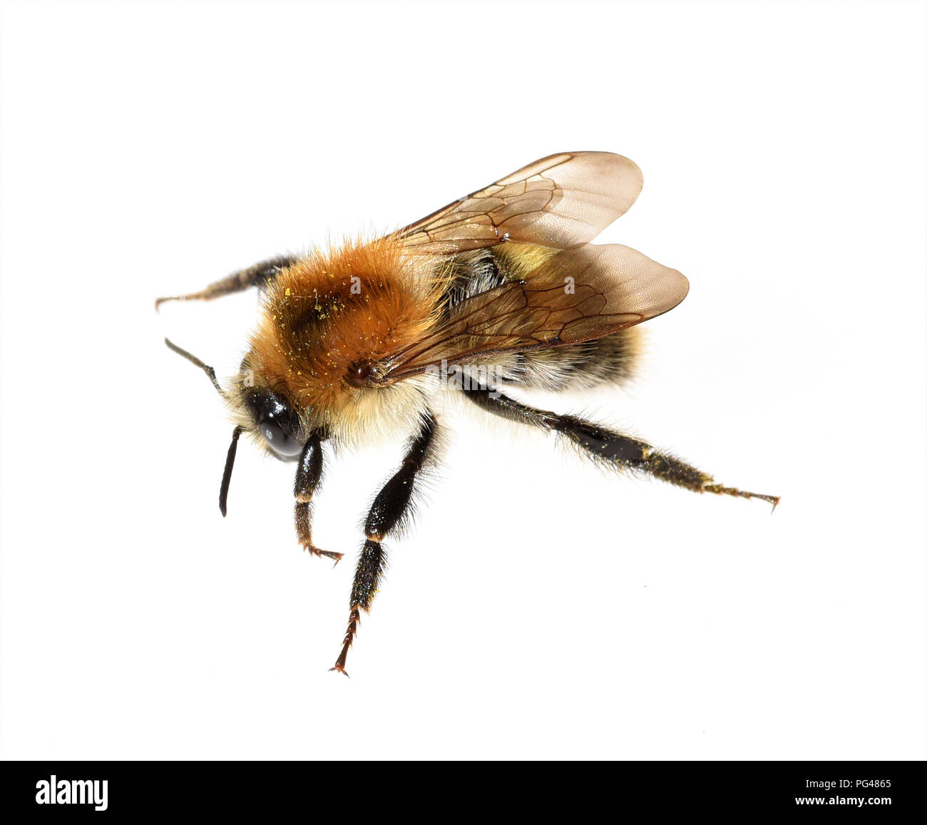 Bombus pascuorum, Ackerhummel, Hummel, Insekt Banque D'Images